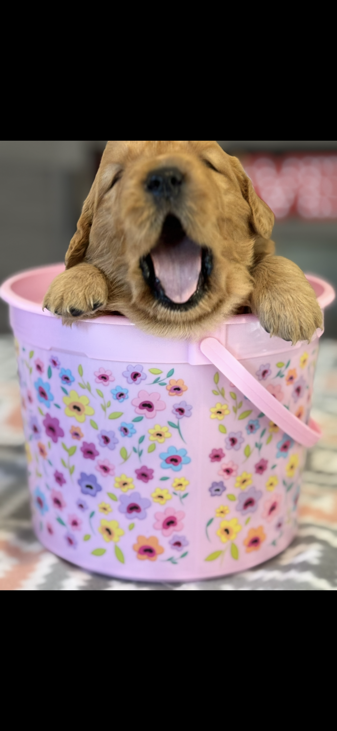 Rusty – Golden Retriever puppy for sale in Bakersfield, CA