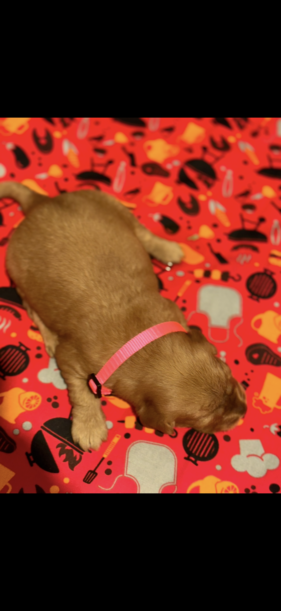 Ruby – Golden Retriever puppy for sale in Bakersfield, CA