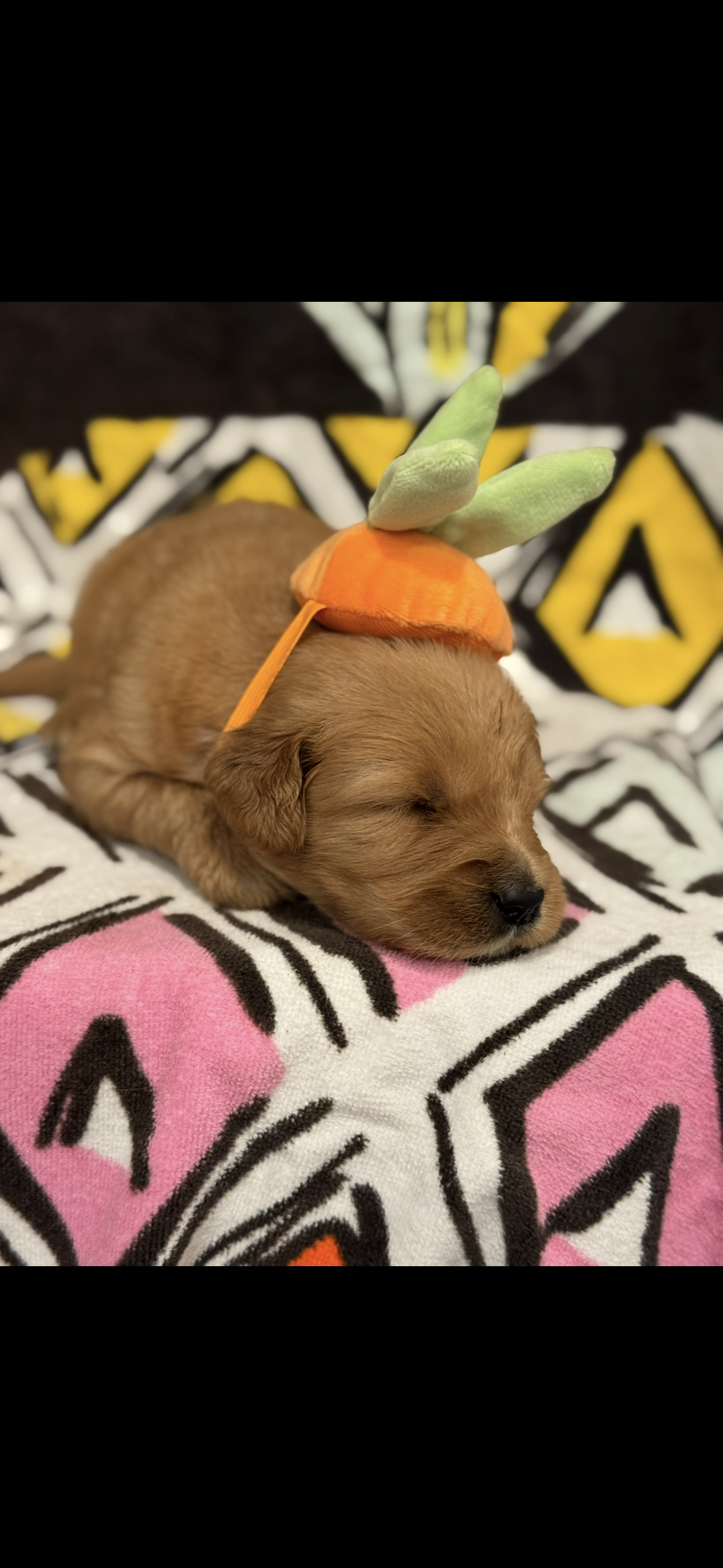 Charlie – Golden Retriever puppy for sale in Bakersfield, CA