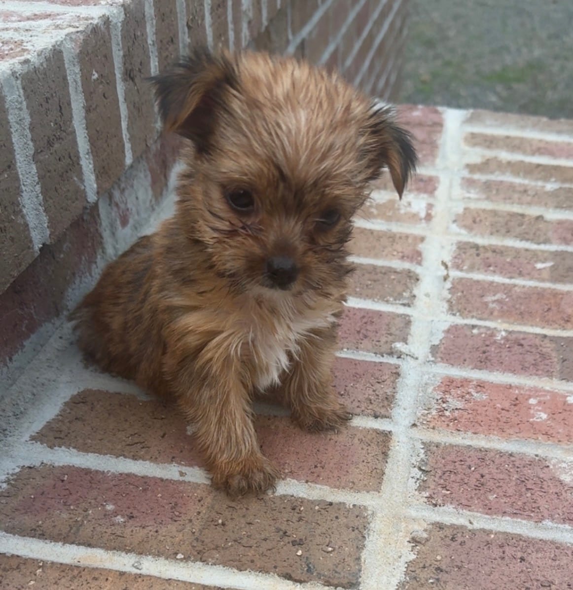 AKC Male Yorkie  – Yorkshire Terrier puppy for sale in Irmo, SC