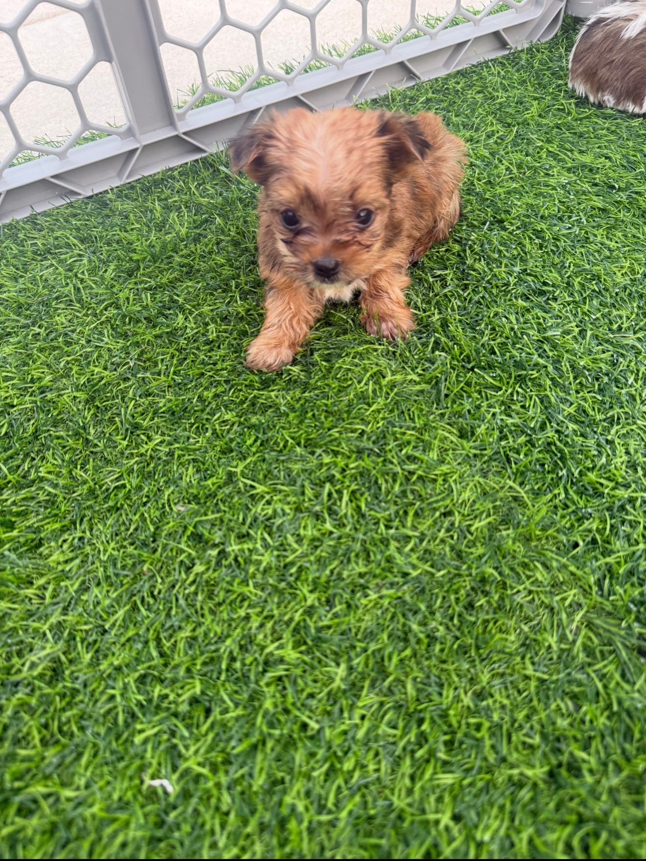 AKC Male Yorkie  – Yorkshire Terrier puppy for sale in Irmo, SC