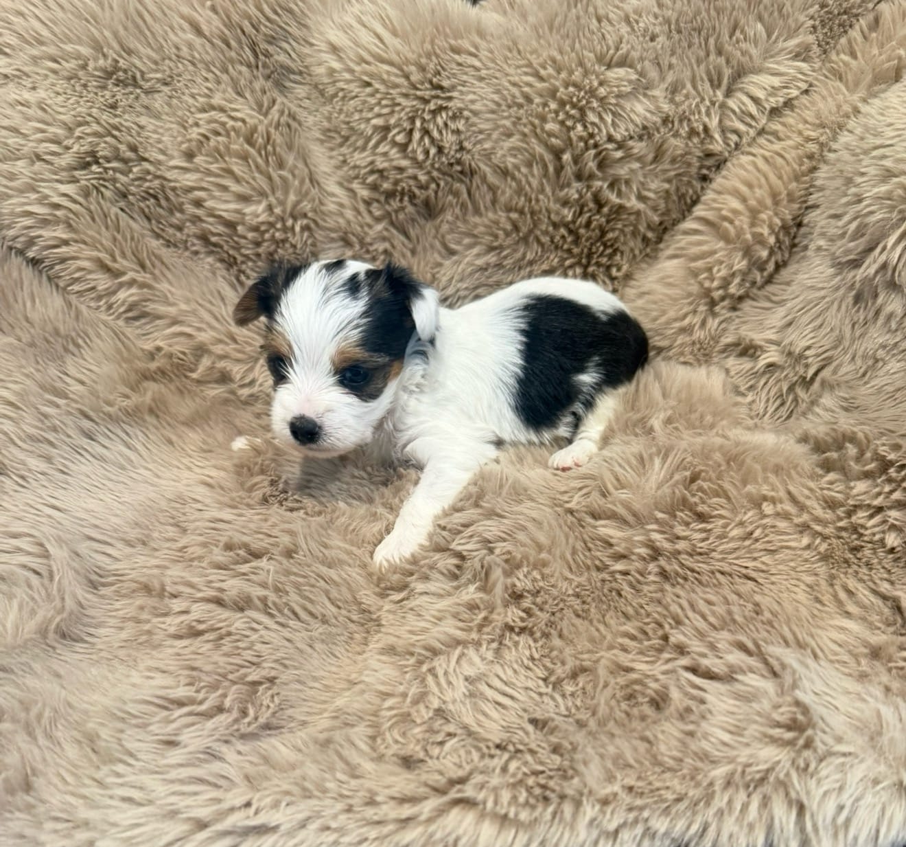 AKC Sadie – Yorkshire Terrier puppy for sale in Irmo, SC
