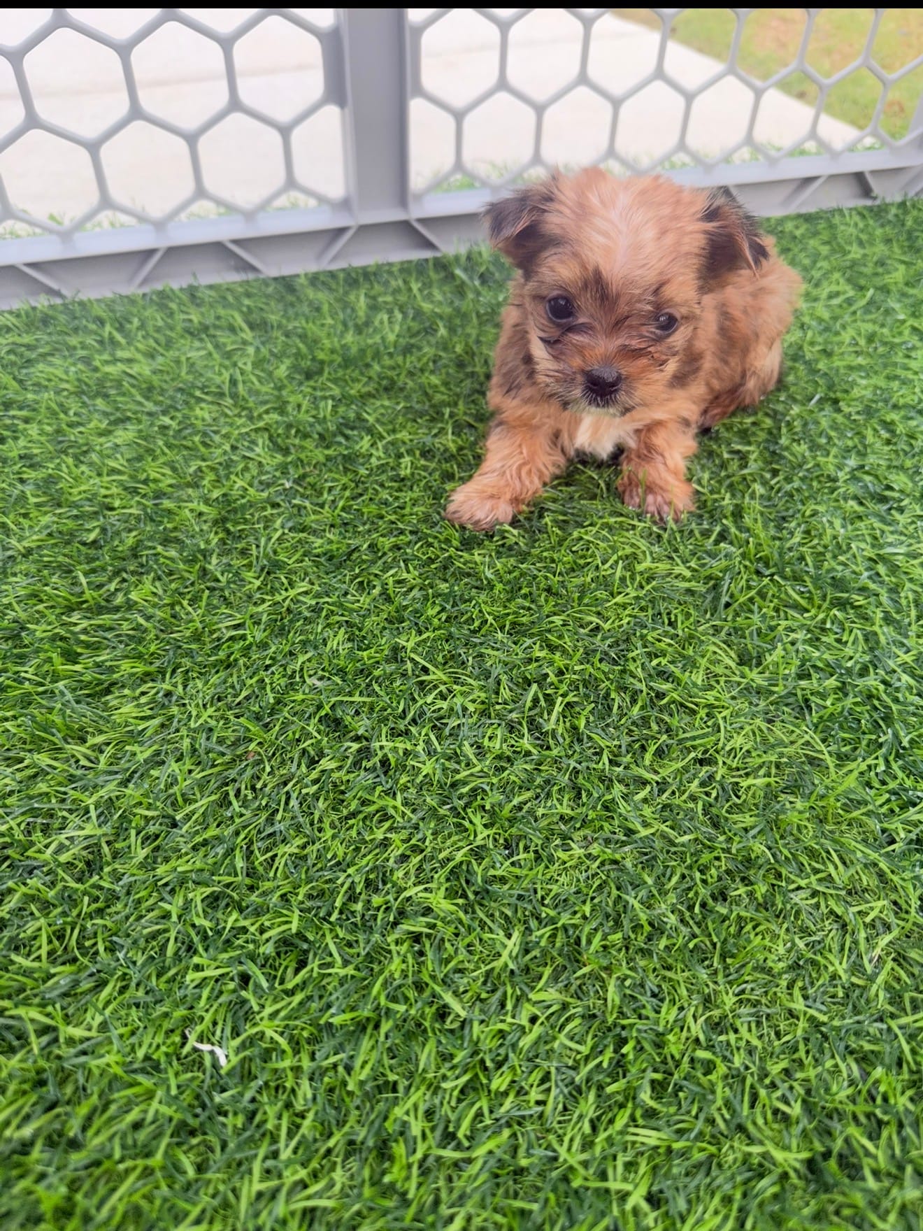 AKC Simba  – Yorkshire Terrier puppy for sale in Irmo, SC