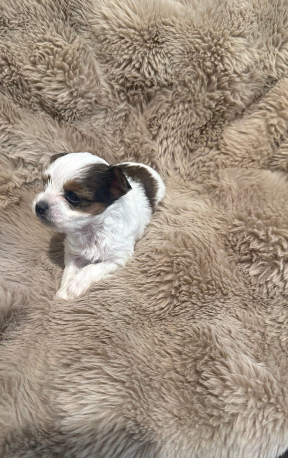 AKC Yorkie Female Two – Yorkshire Terrier puppy for sale in Columbia, SC