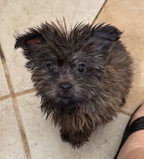 Hazel – Yorkshire Terrier puppy for sale in Athens, AL
