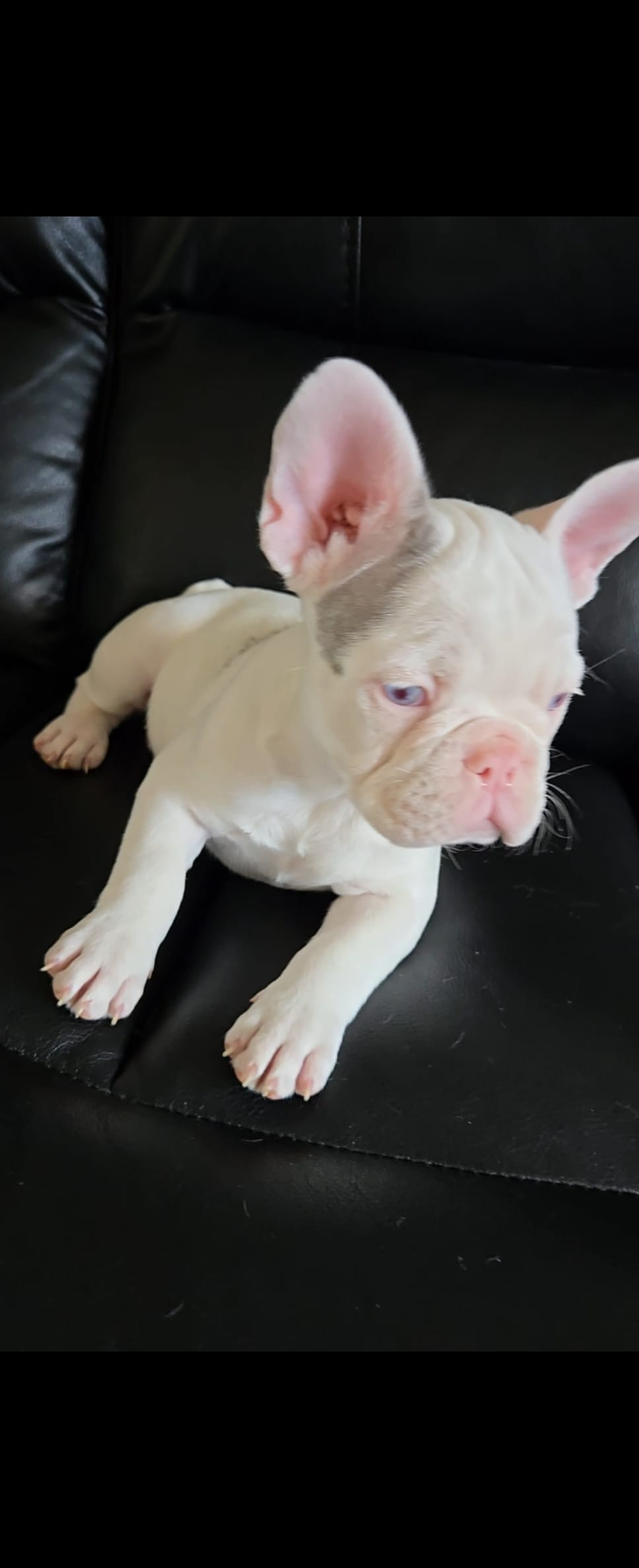 Frenchie – French Bulldog puppy for sale in Canoga Park, CA