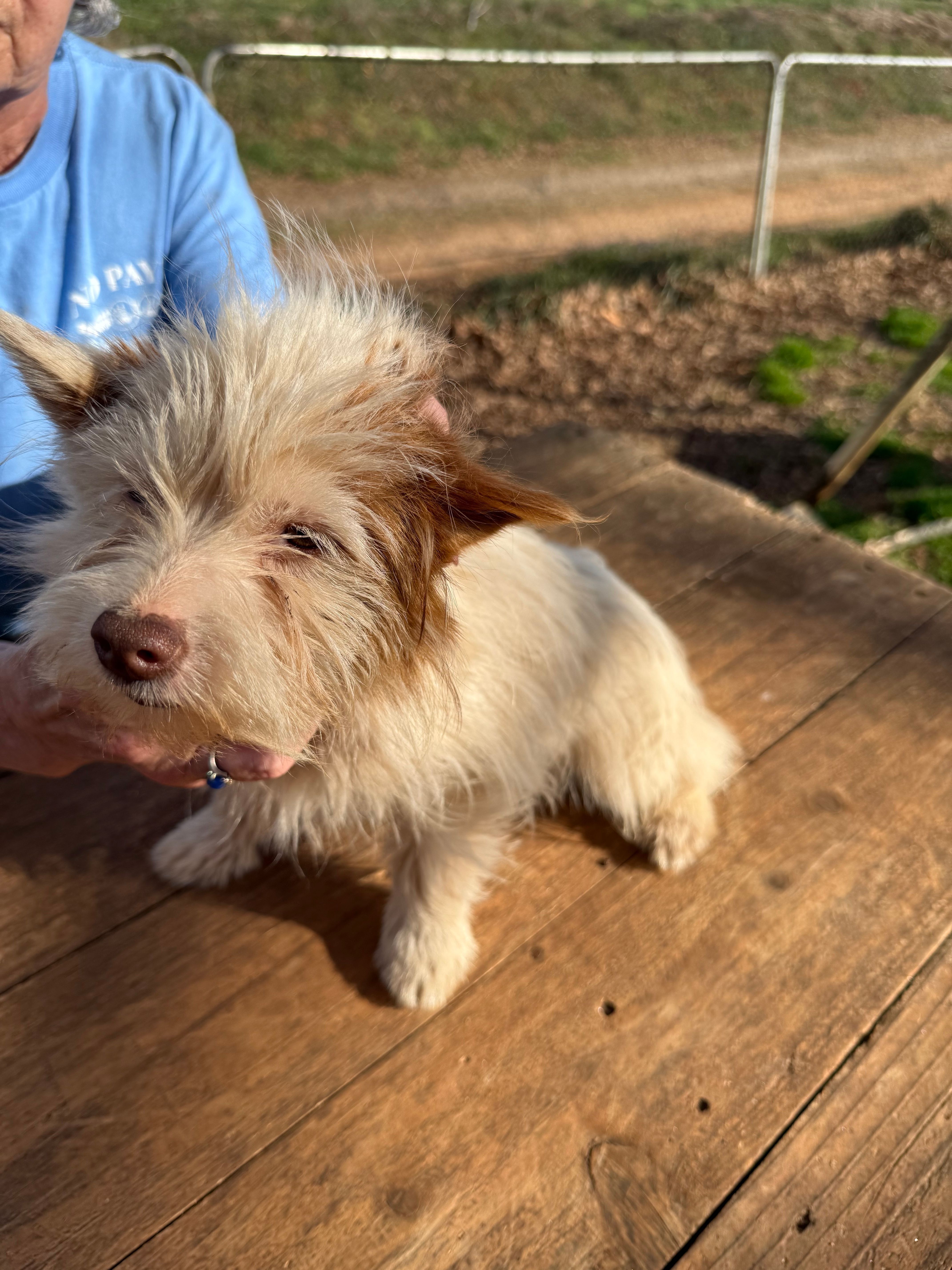 Grace – Yorkshire Terrier puppy for sale in Stony Point, NC