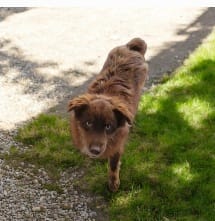 Levi – Miniature Australian Shepherd puppy for sale in Konawa, OK
