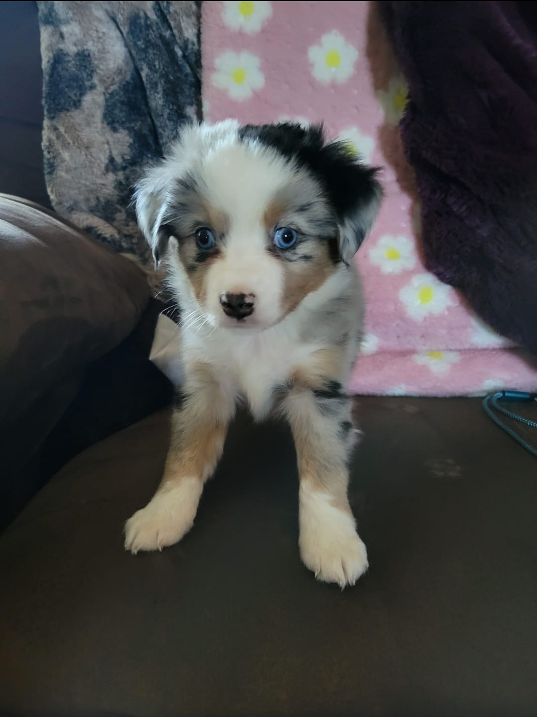Walter – Miniature Australian Shepherd puppy for sale in Konawa, OK