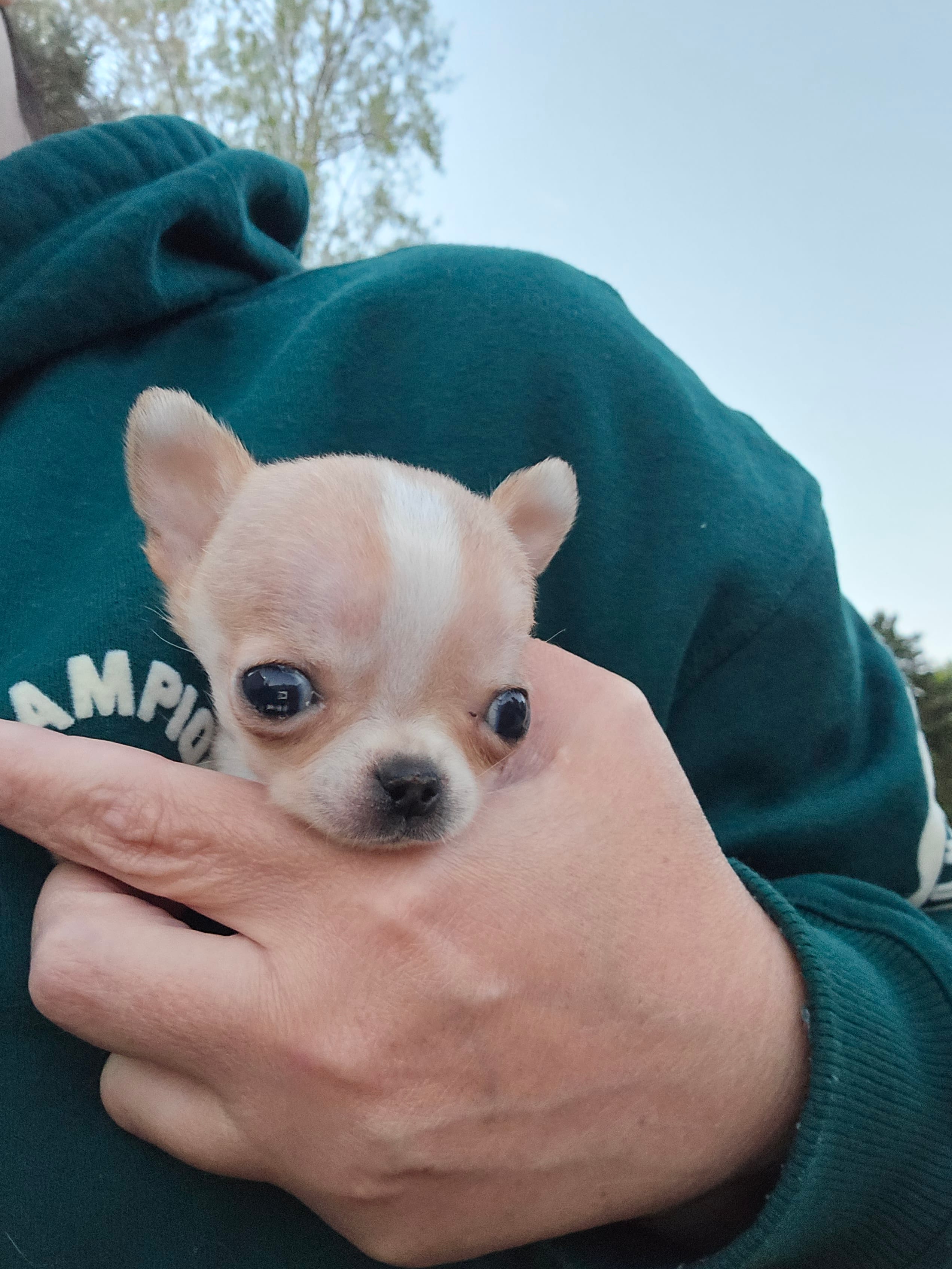Tiny teacup Bug – Chihuahua puppy for sale in Fenton, MI