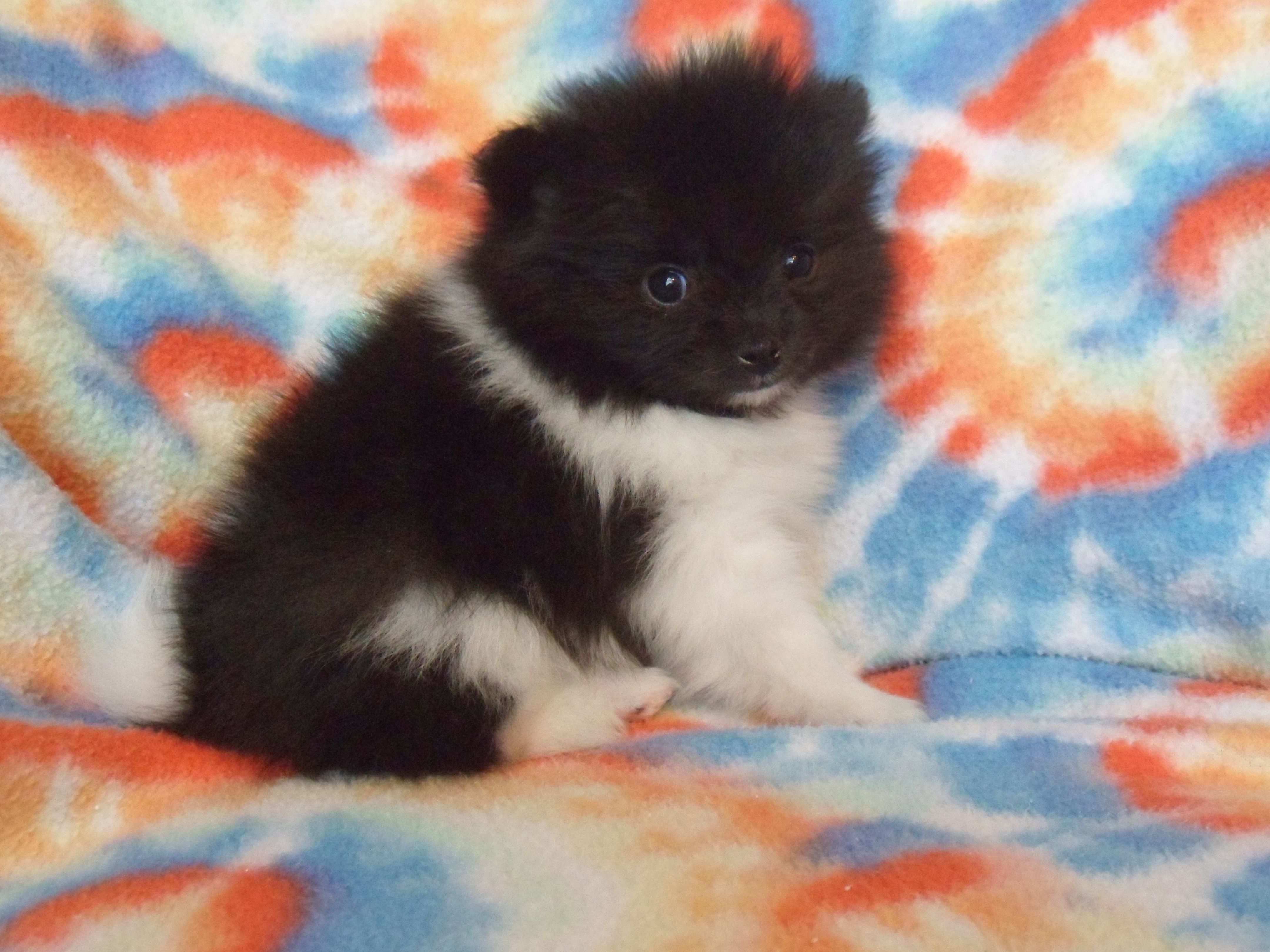 Angus – Pomeranian puppy for sale in Carsonville, MI