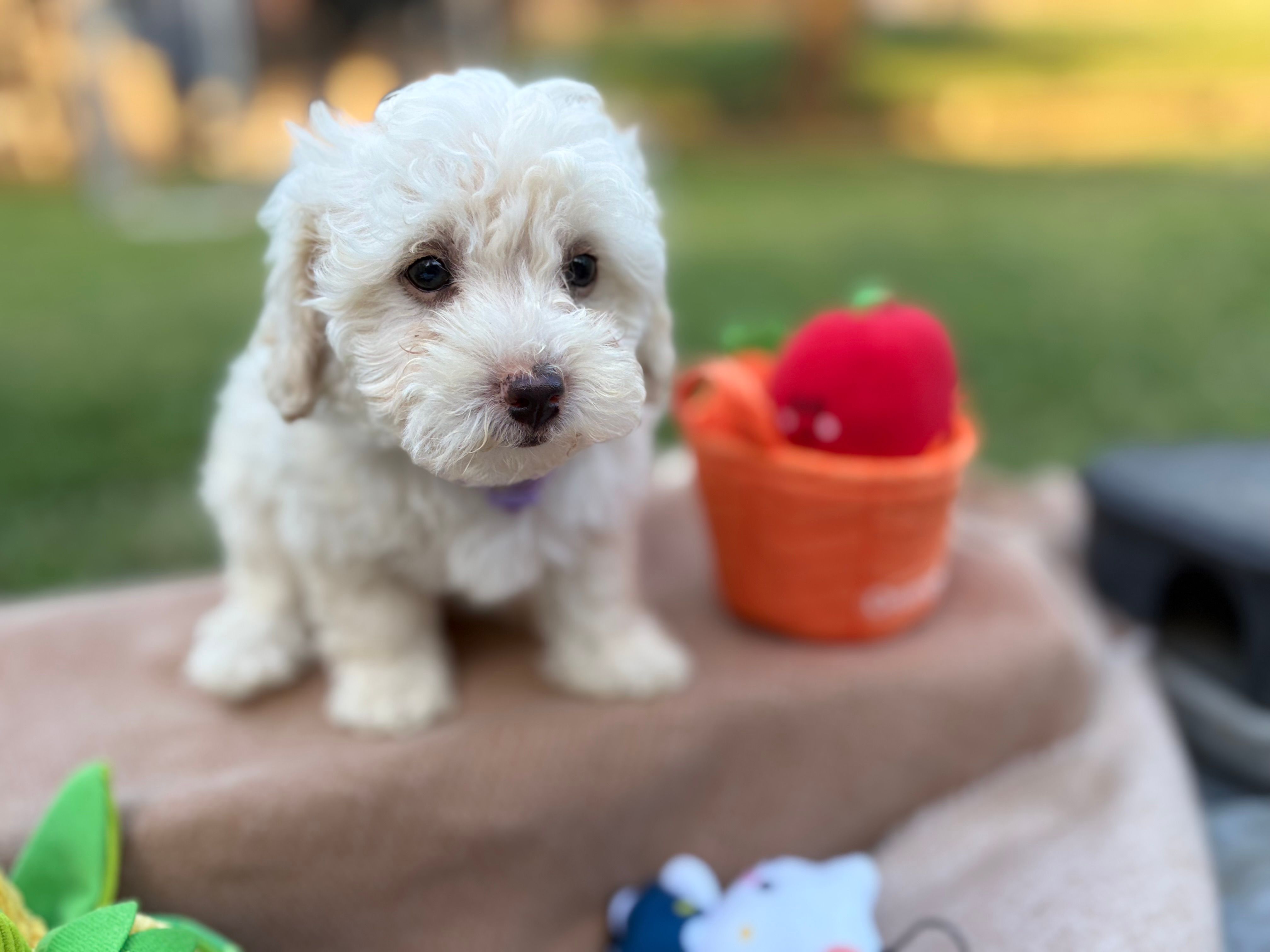 Twinkle – Poodle - Miniature  puppy for sale in Carrollton, TX