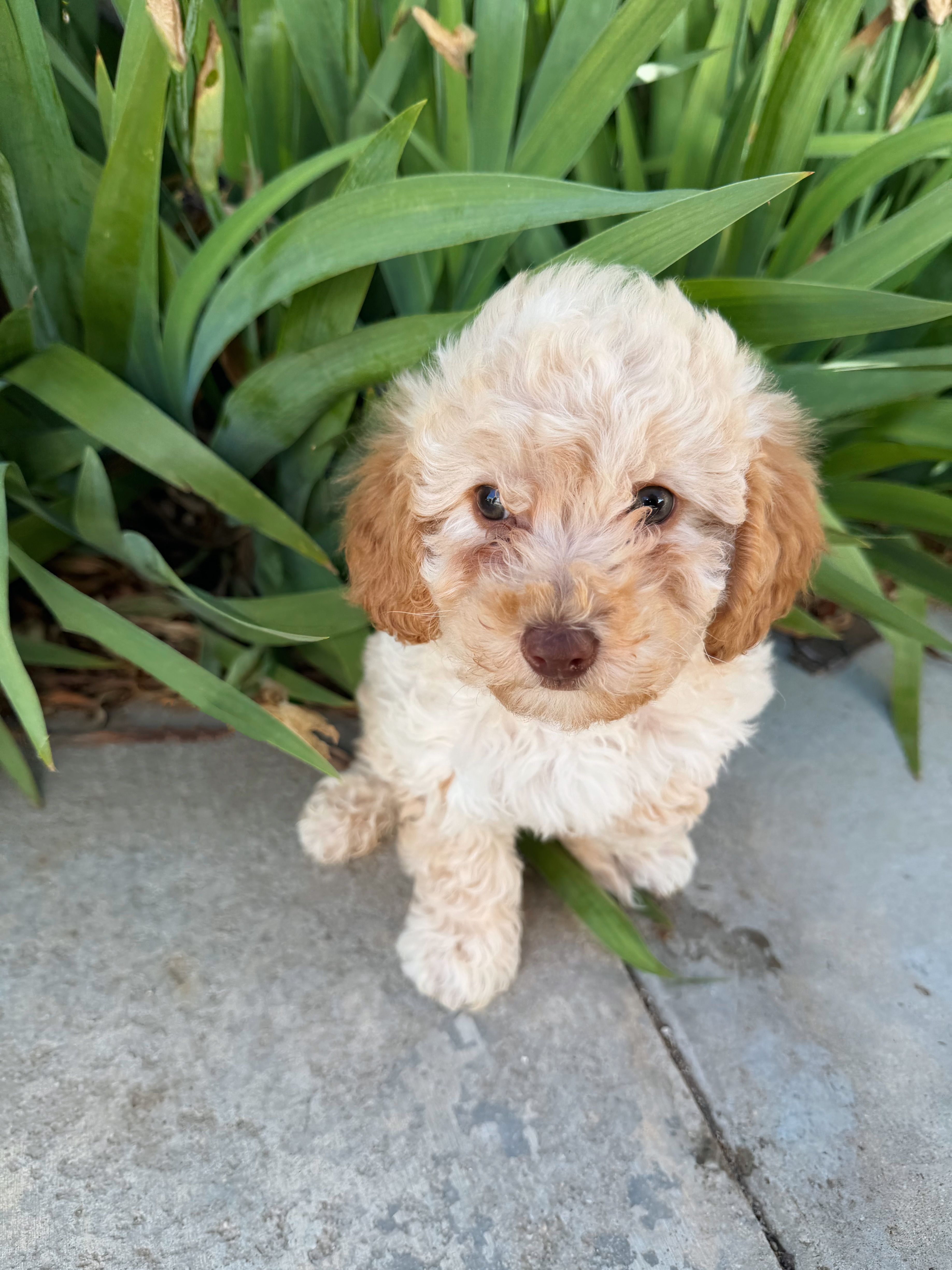 Lila – Cavapoo puppy for sale in Corona, CA