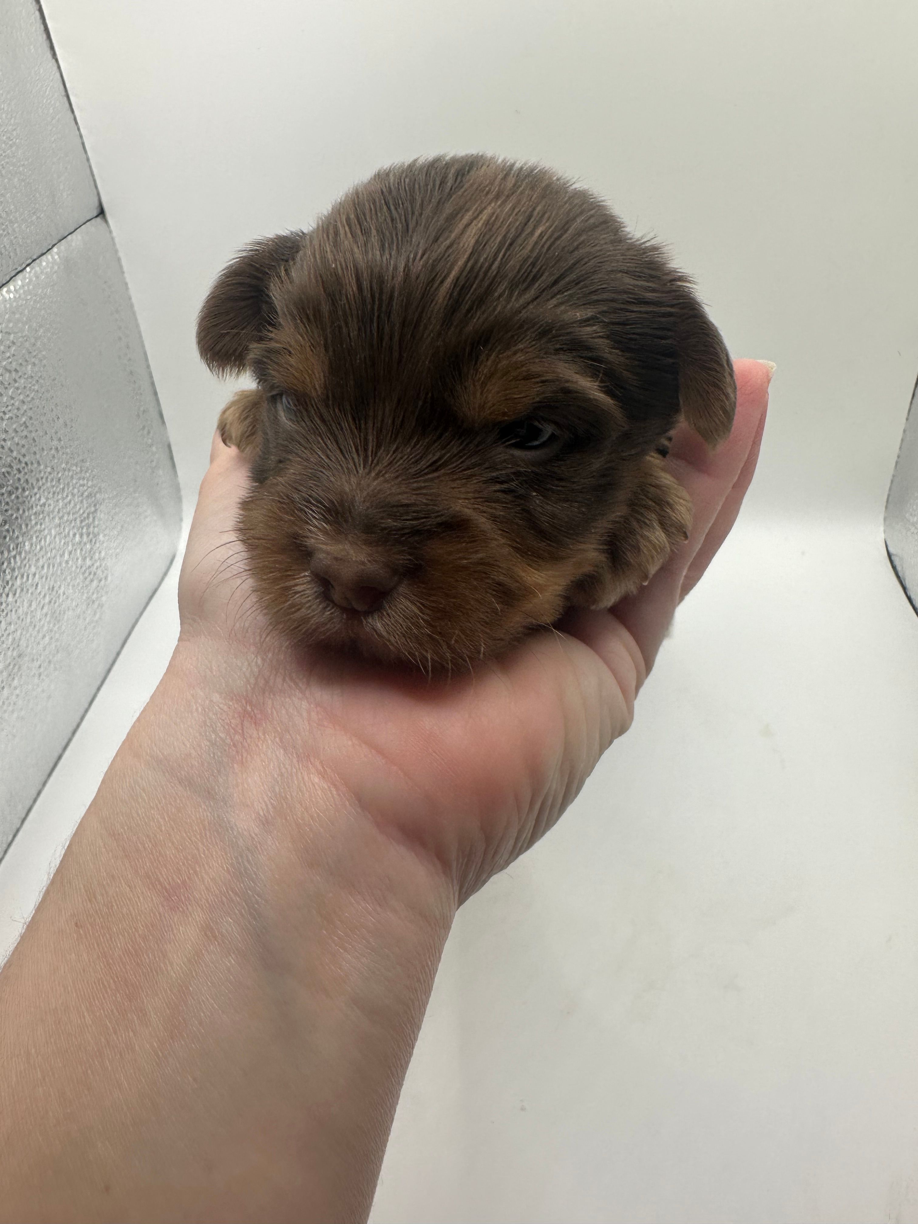 Yorkie B – Yorkshire Terrier puppy for sale in Gilbert, SC
