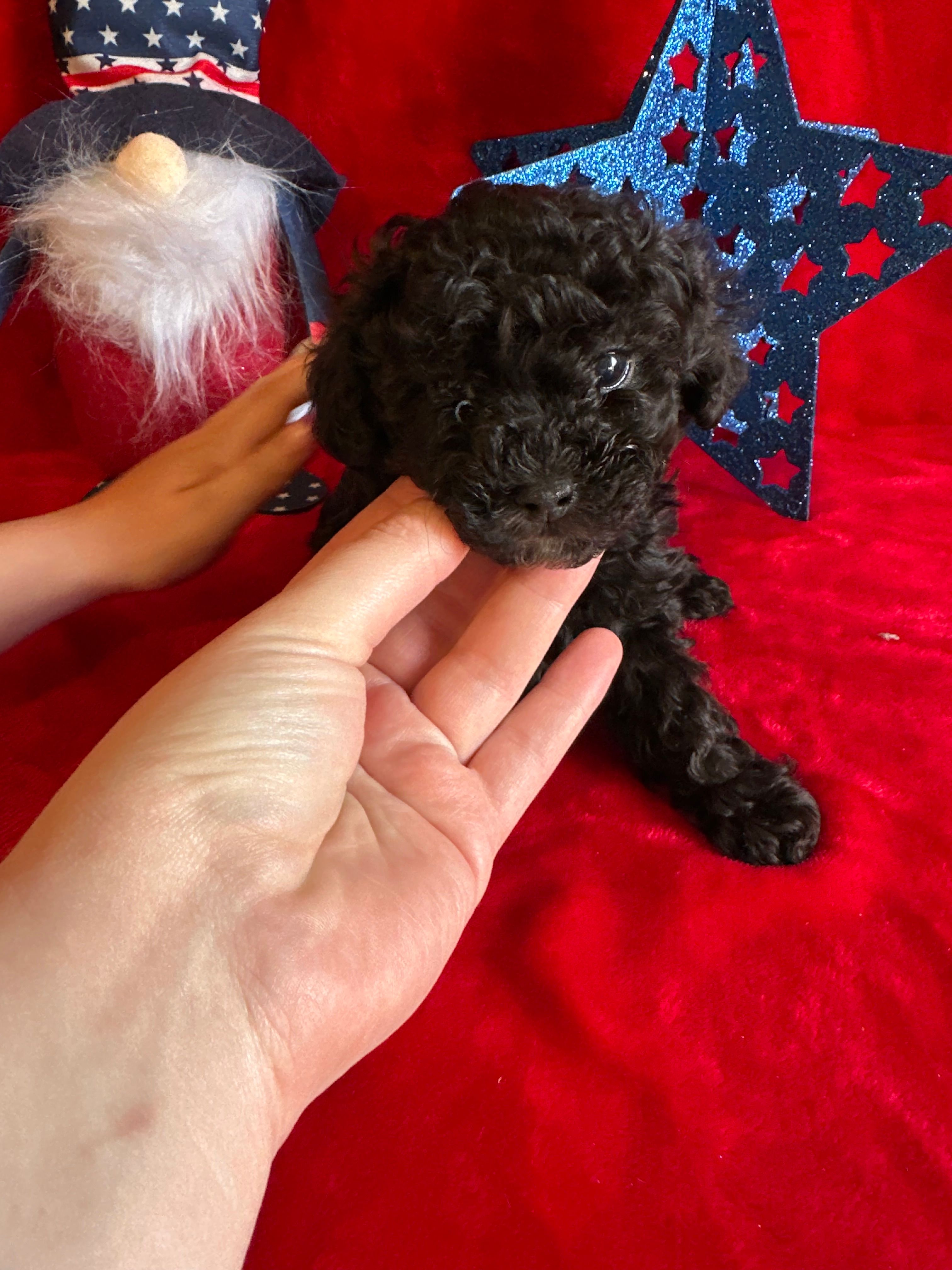 Bear – Poodle - Toy  puppy for sale in Lewisburg, WV