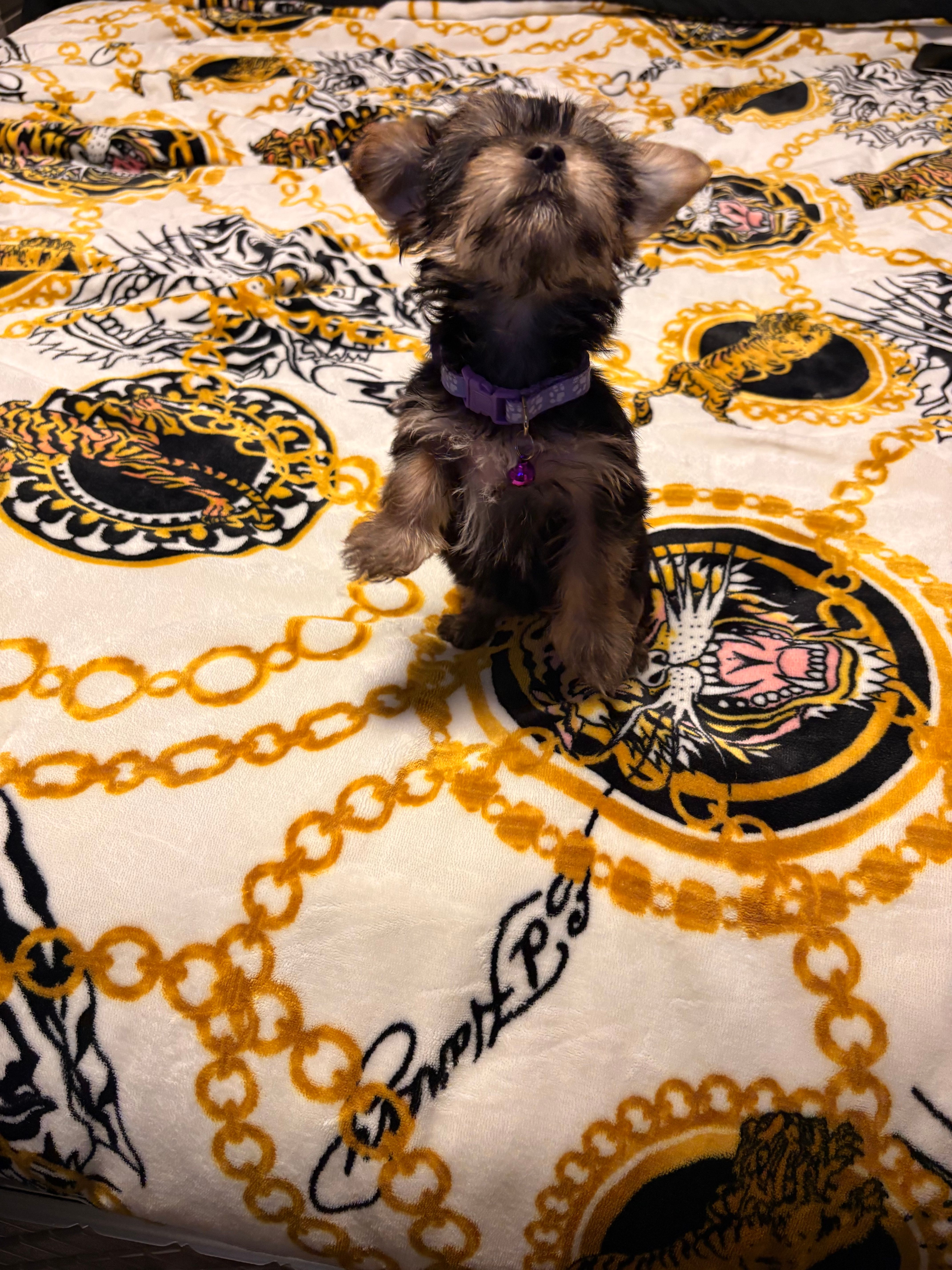 Princess – Yorkipoo puppy for sale in Clinton, MD