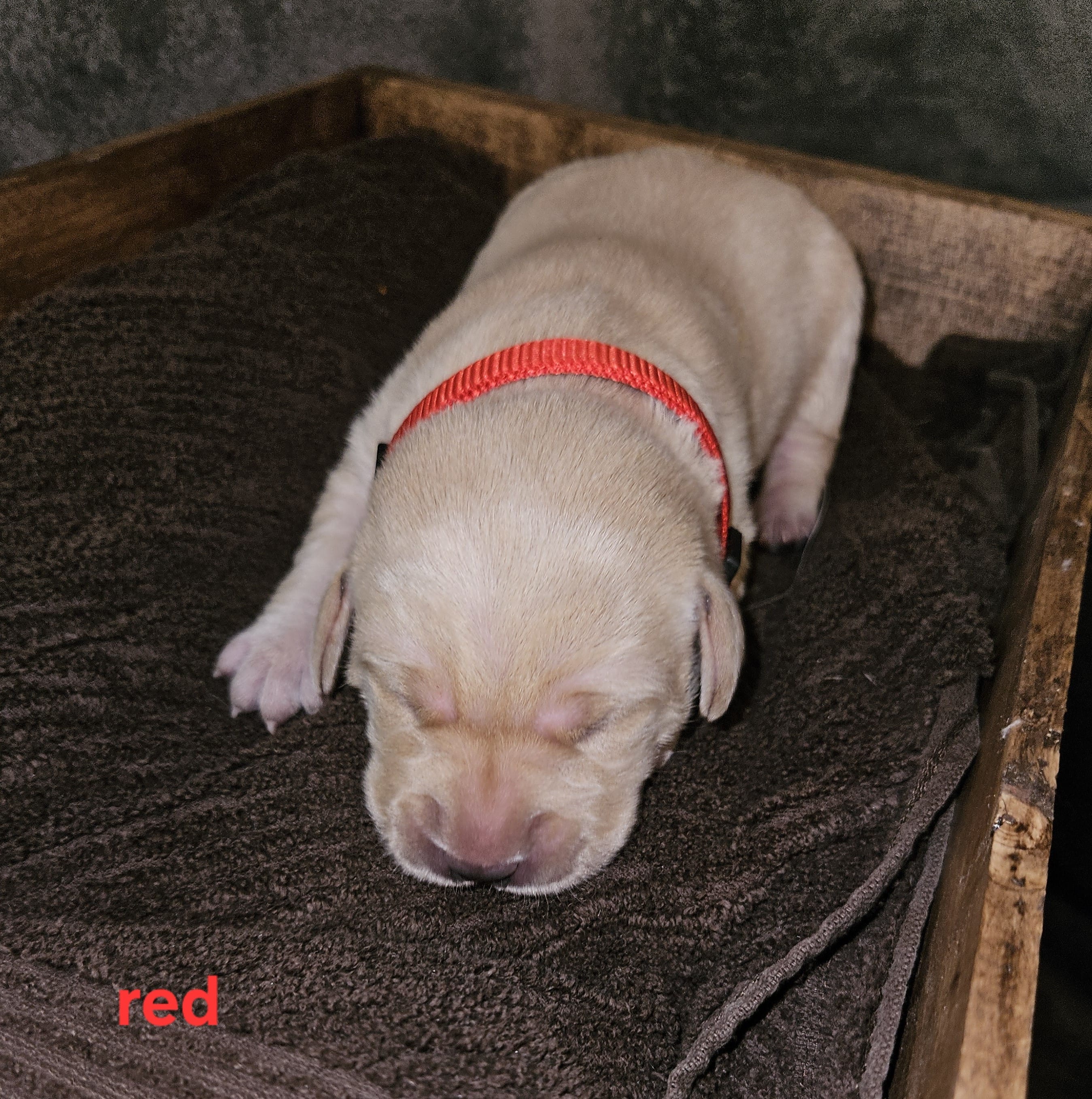 AKC Female Yellow lab – Labrador Retriever puppy for sale in Princeton, MN
