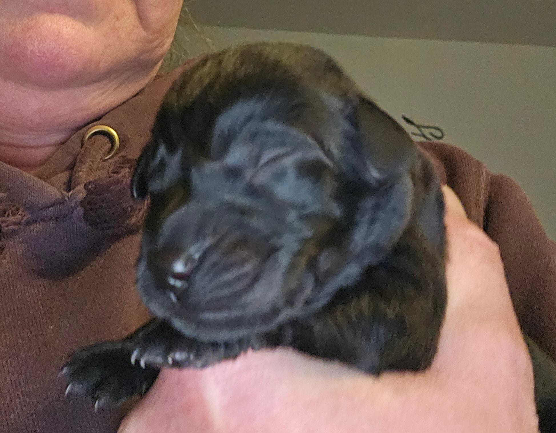 AKC male black lab – Labrador Retriever puppy for sale in Princeton, MN