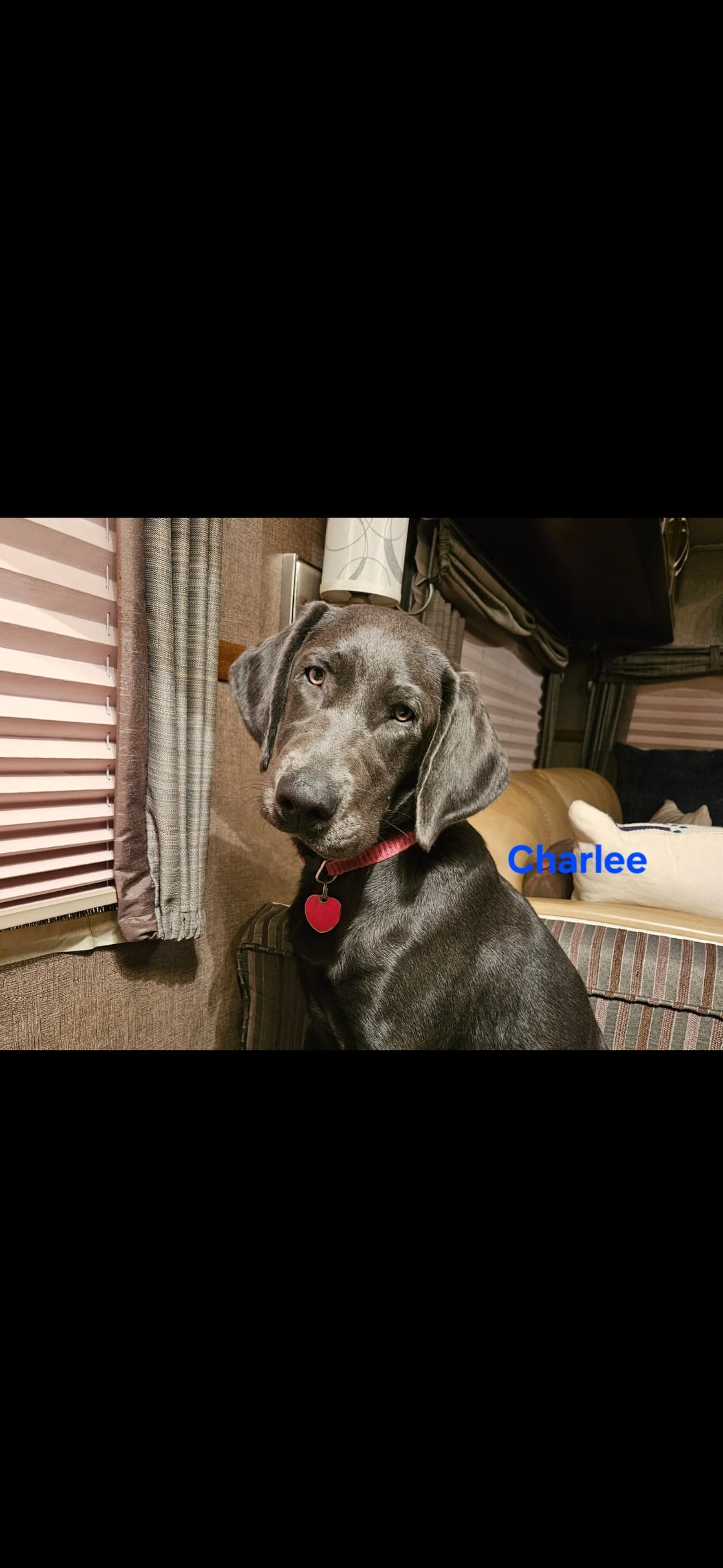 Akc purebred Labrador retrievers  – Labrador Retriever puppy for sale in Princeton, MN