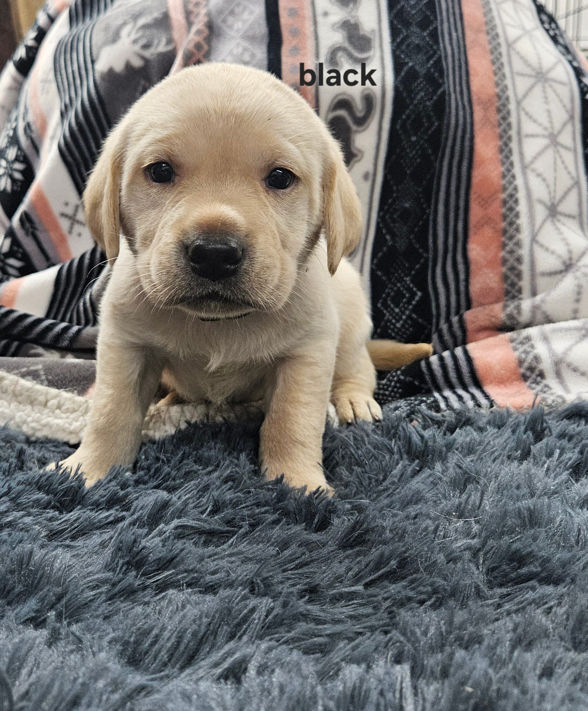 AKC Male Yellow Lab – Labrador Retriever puppy for sale in Princeton, MN