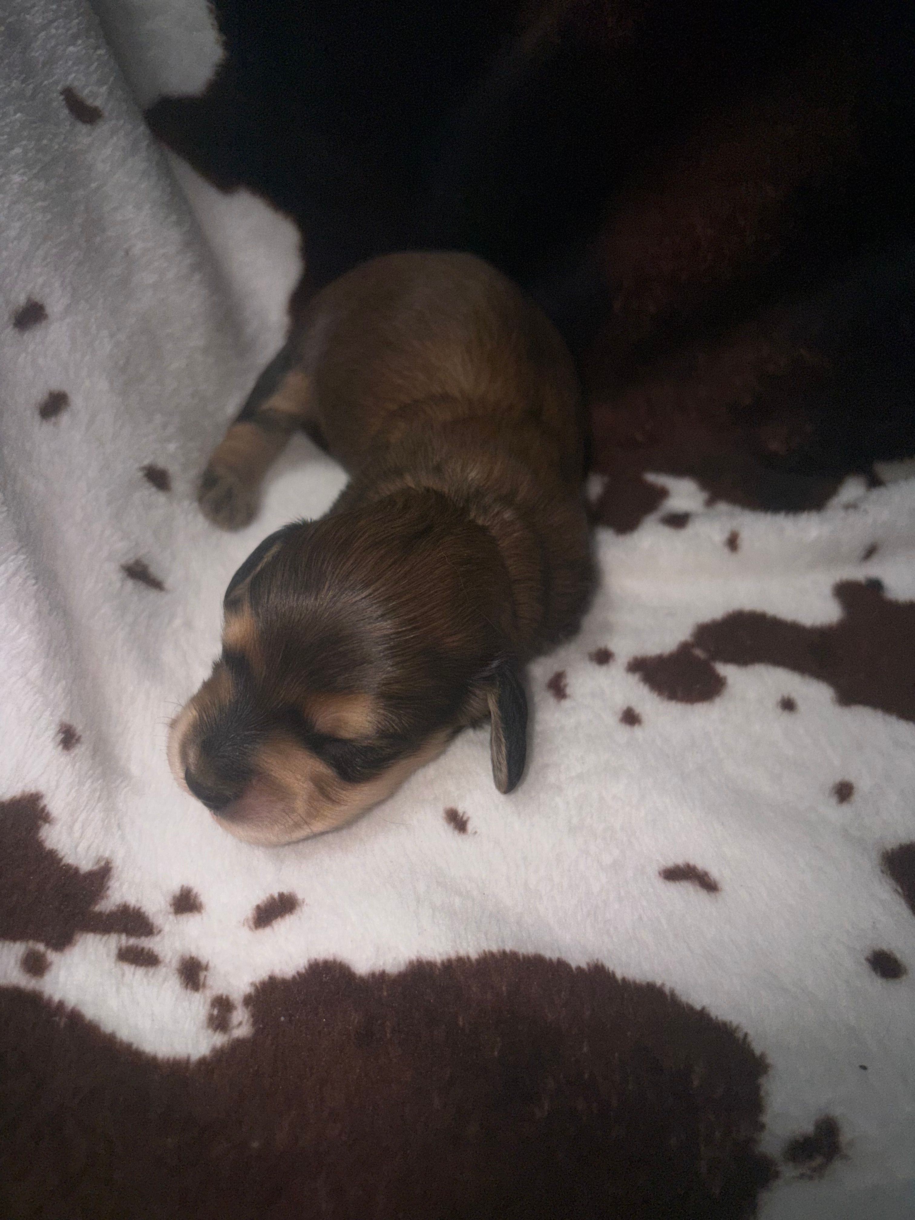 Sally shades cream – Miniature Dachshund puppy for sale in Ocala, FL