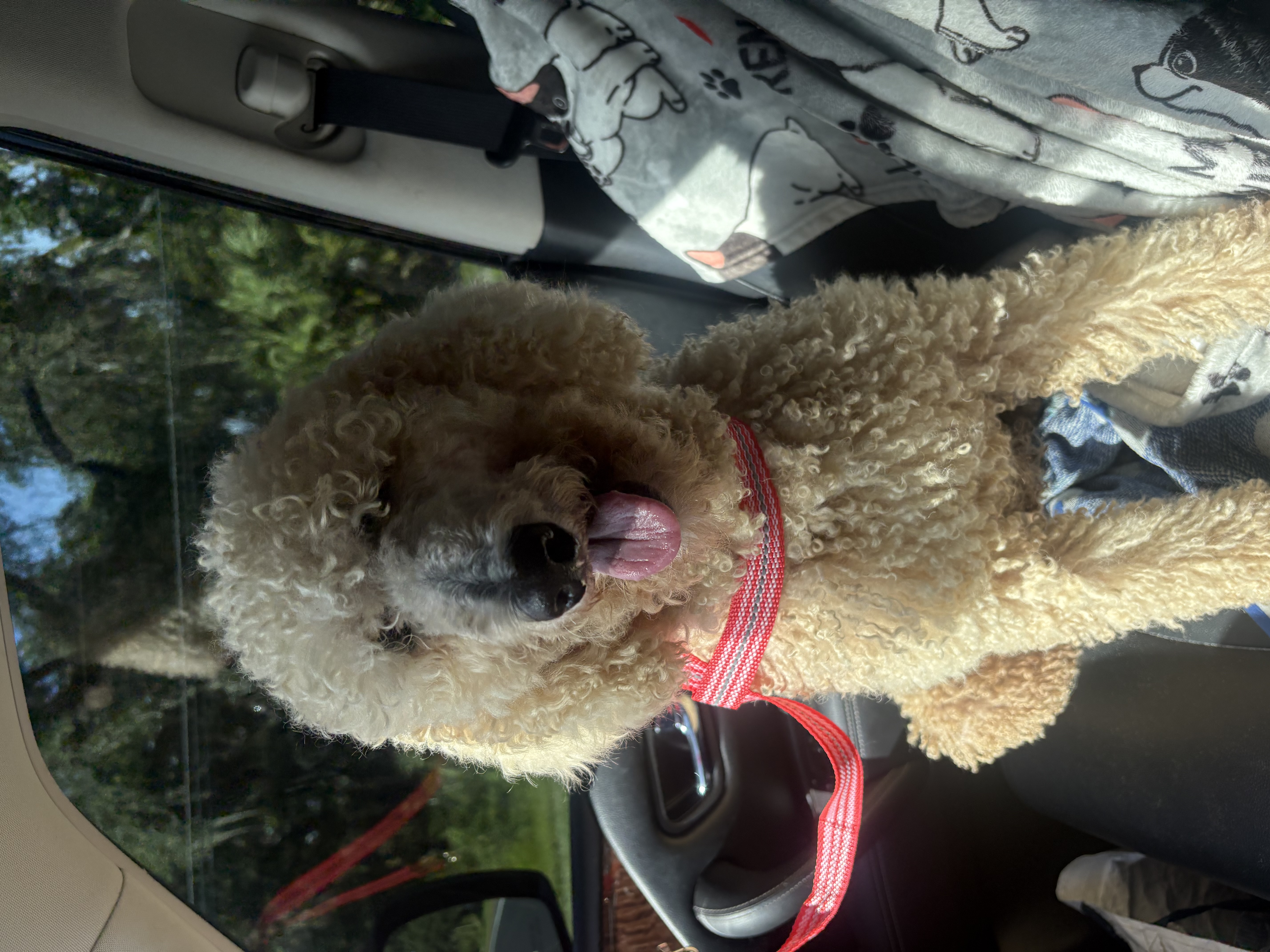 Jewel – Poodle - Standard  puppy for sale in Ocala, FL