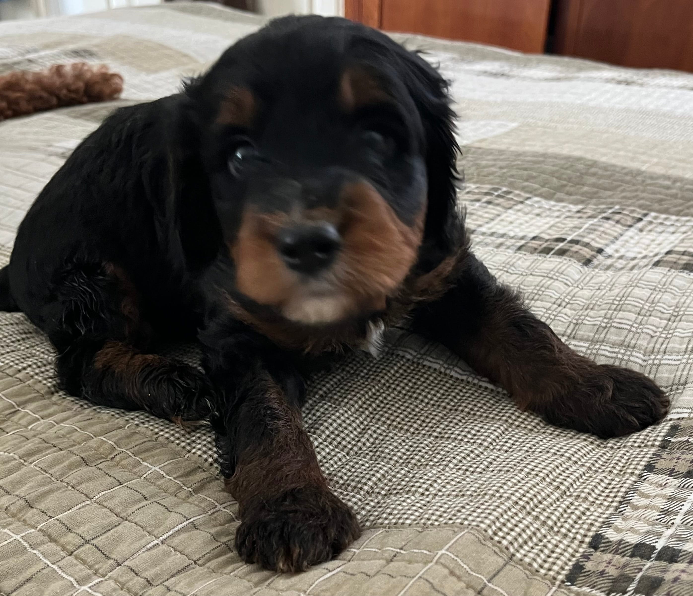 SETH  – Miniature Bernedoodle puppy for sale in Greenfield, NH