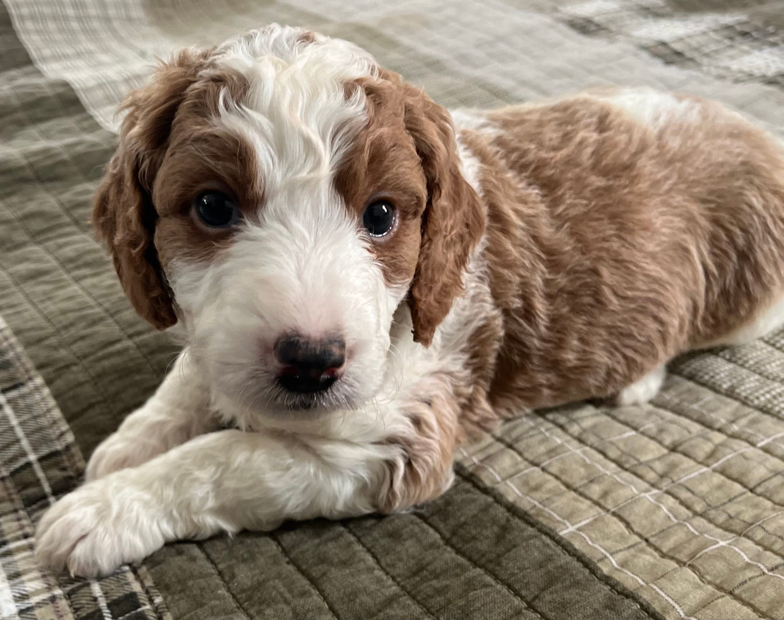 Sara – Miniature Bernedoodle puppy for sale in Greenfield, NH