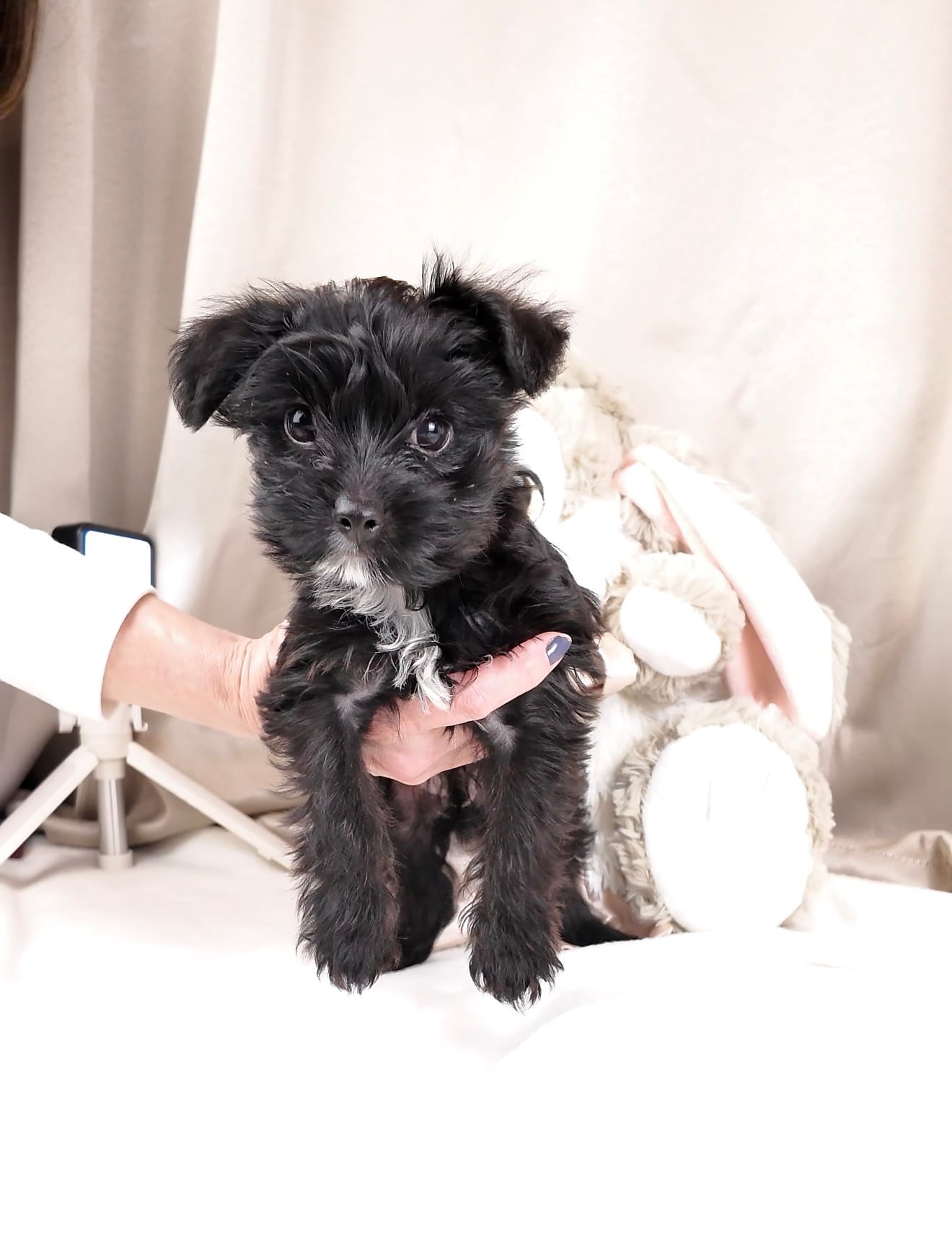 Little Frankie – Poodle - Toy  puppy for sale in Fenton, MI