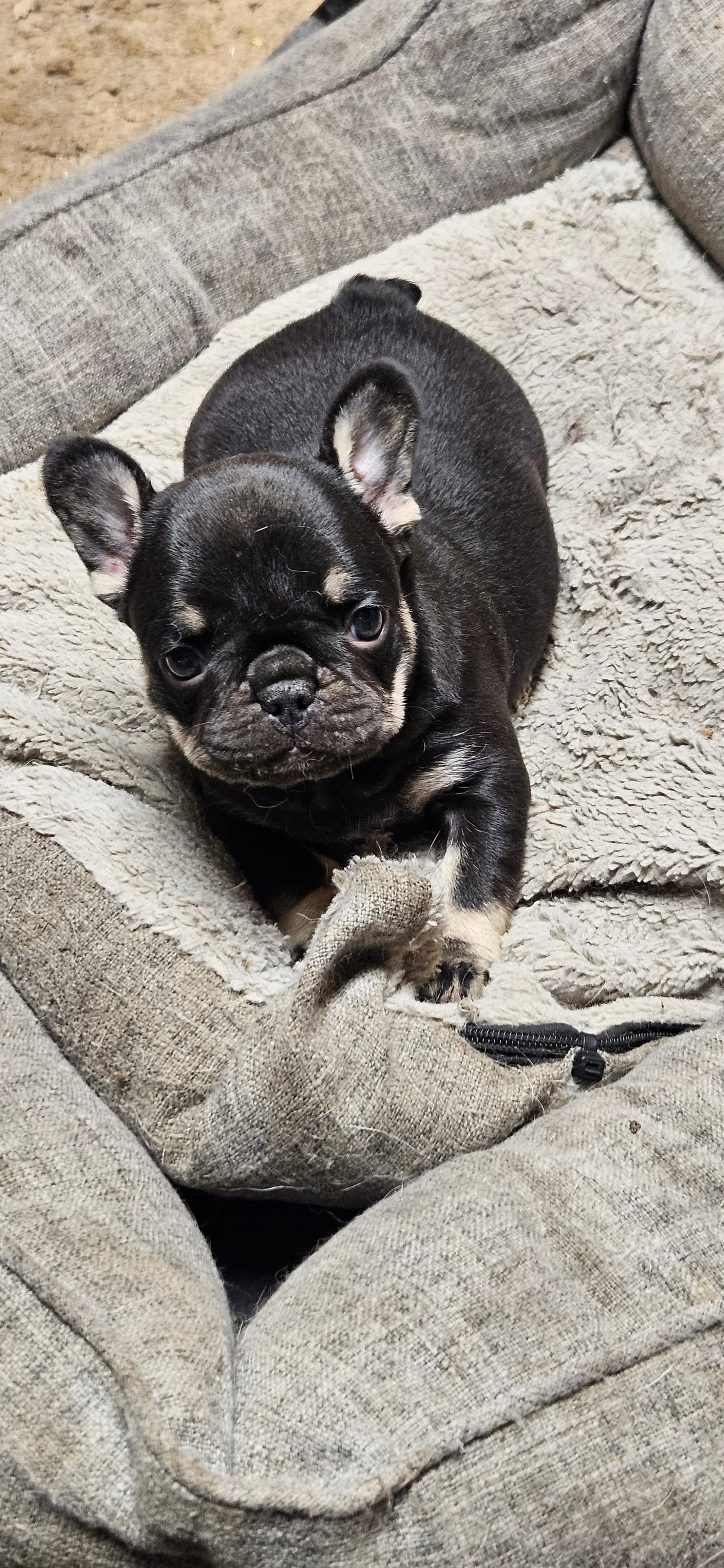 Ellie Mae – French Bulldog puppy for sale in Canton, KS