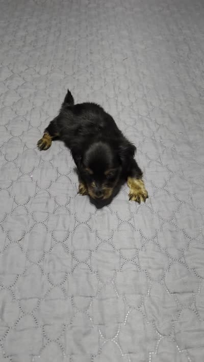 Valerie, a female Miniature Dachshund for sale in Arab, AL – 2 of 8