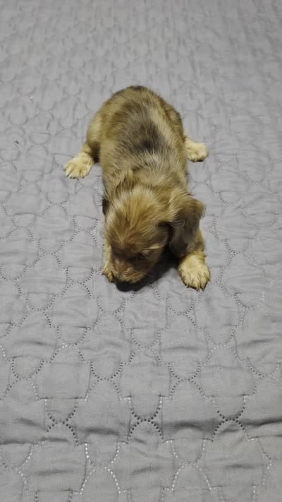 Star, a female Miniature Dachshund for sale in Arab, AL – 2 of 7
