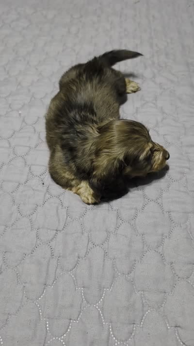 Benny, a male Miniature Dachshund for sale in Arab, AL – 2 of 7