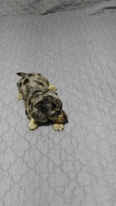 Boots, a male Miniature Dachshund for sale in Arab, AL – 2 of 9
