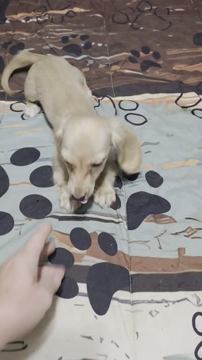 Little bit, a female Miniature Dachshund for sale in Arab, AL – 2 of 10