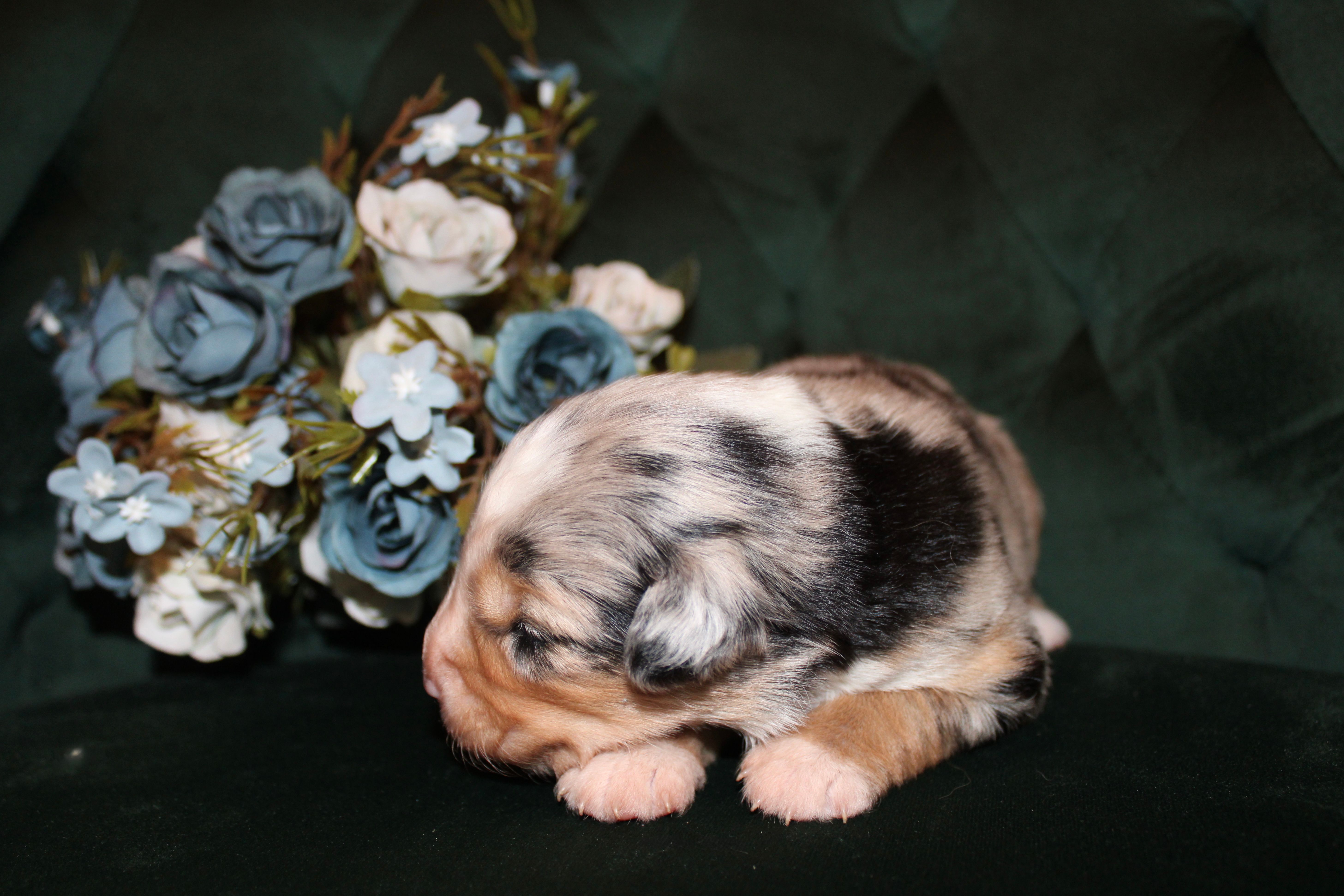 Sunday  – Miniature Australian Shepherd puppy for sale in Stockdale, TX