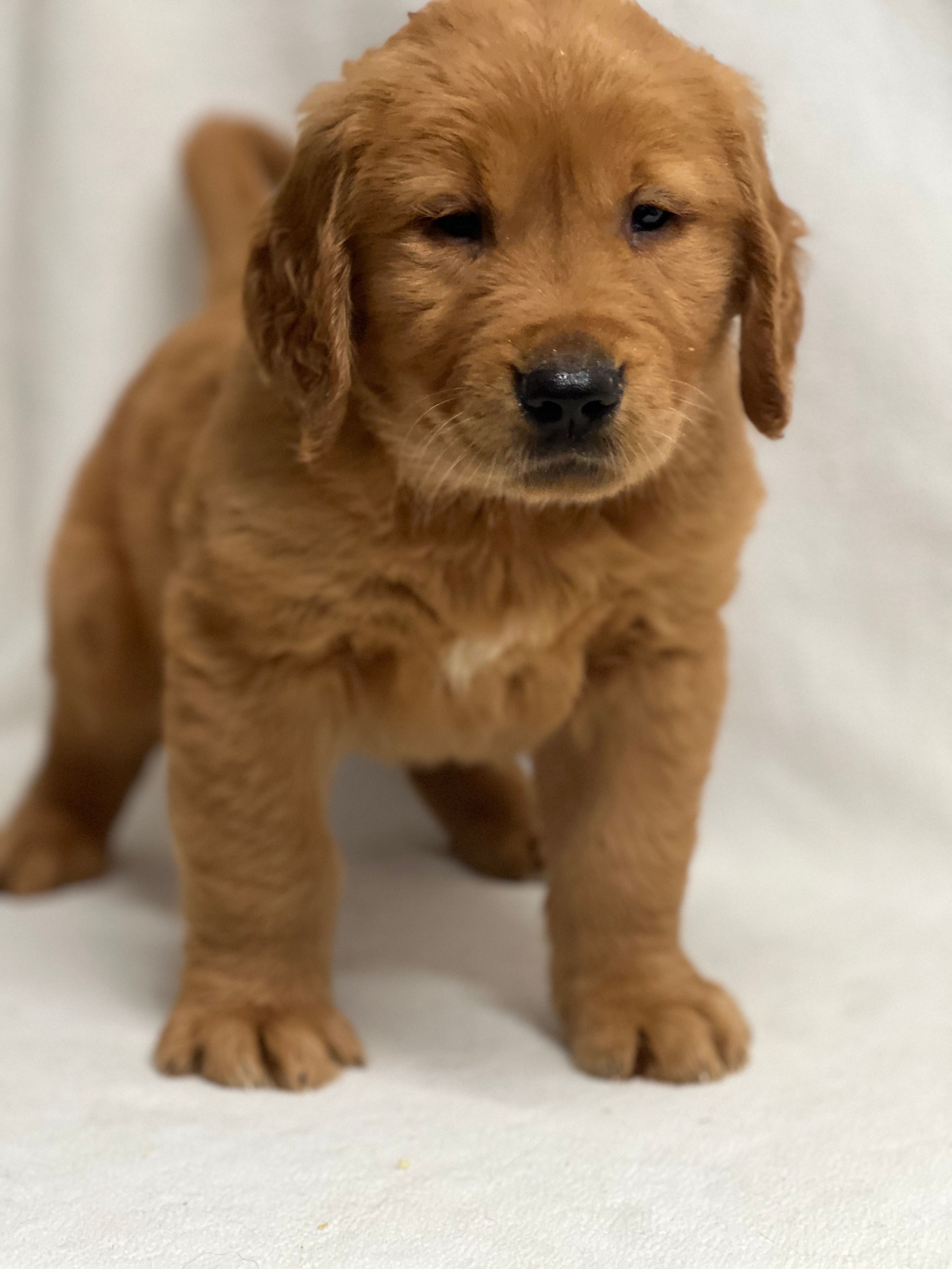 Jack – Golden Retriever puppy for sale in Schoharie, NY