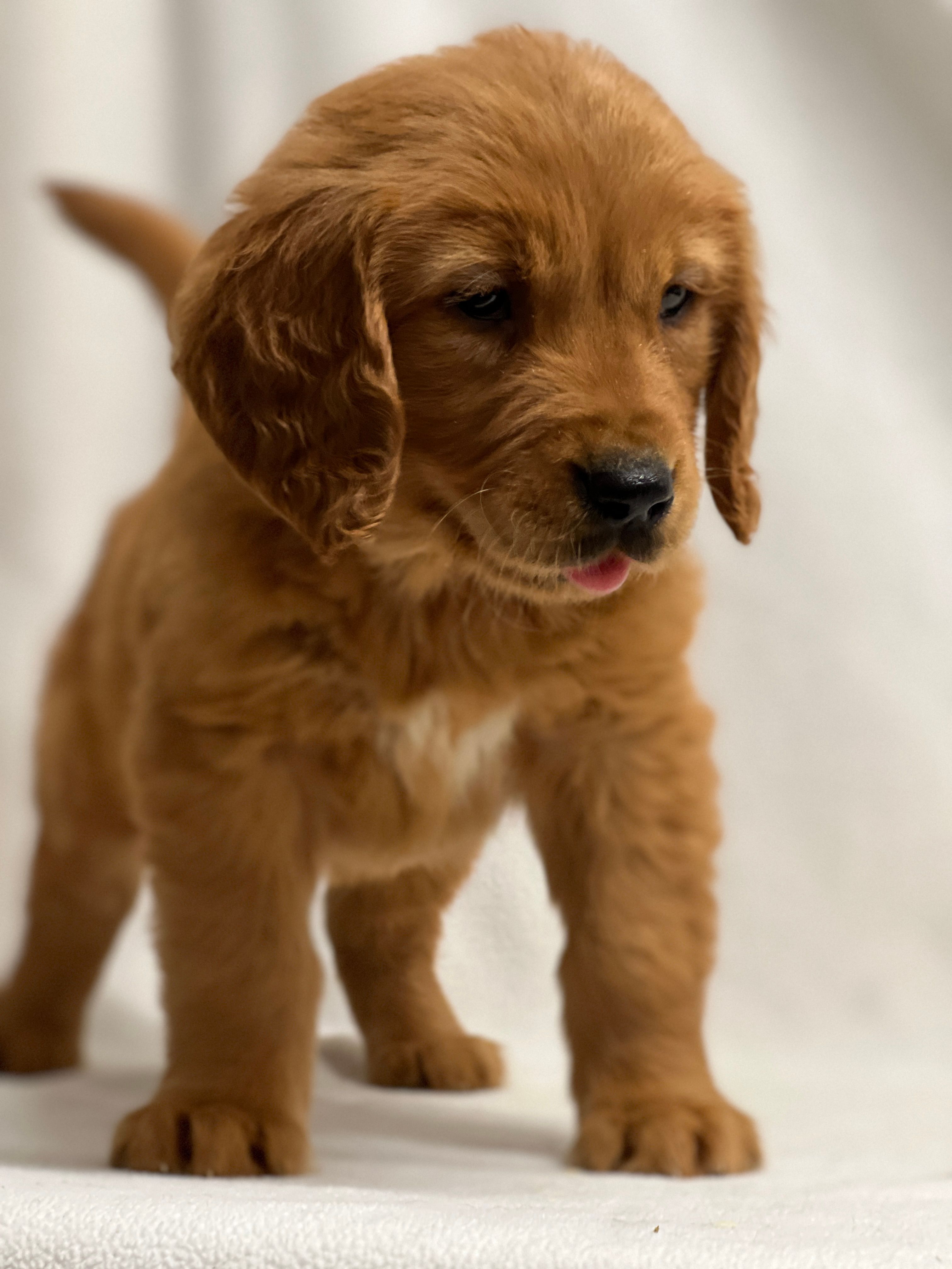John – Golden Retriever puppy for sale in Schoharie, NY