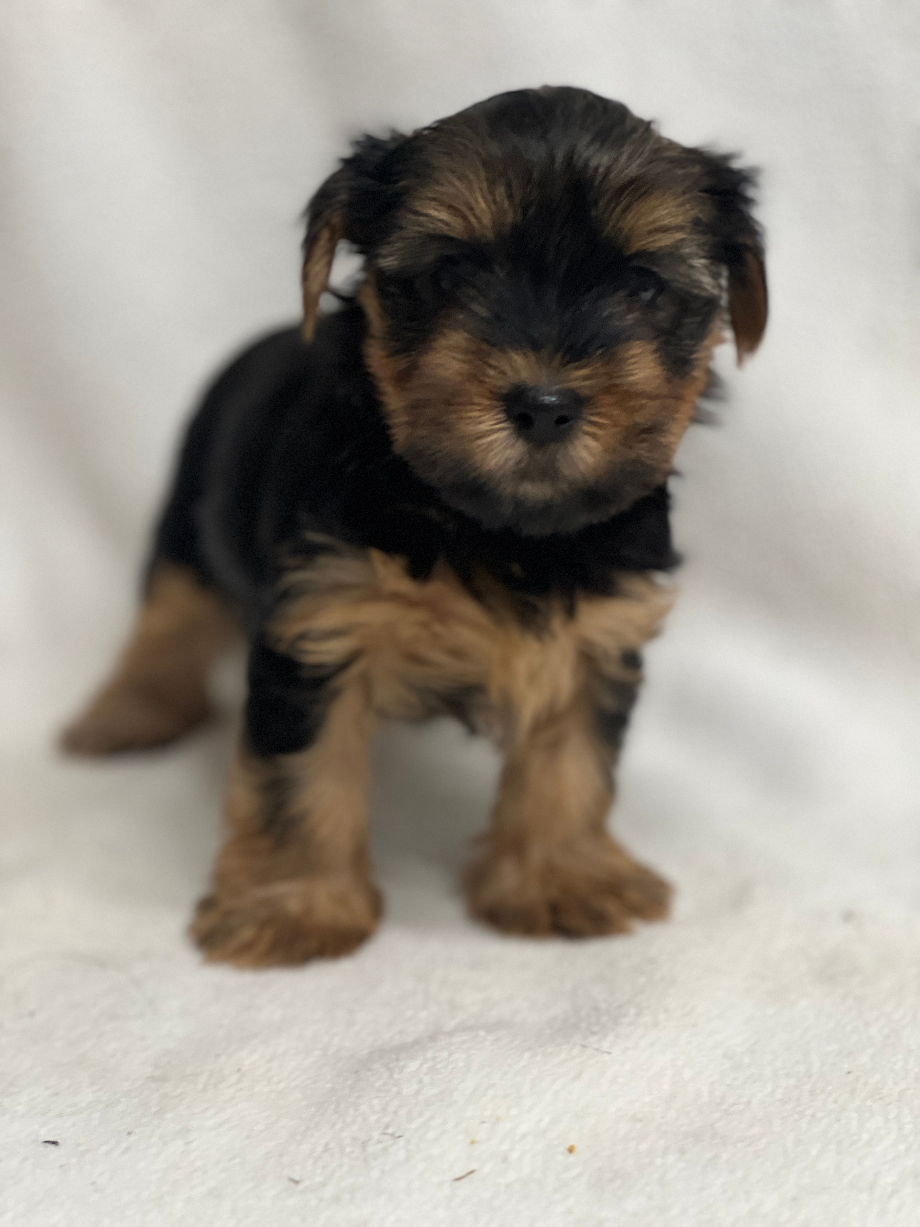 Mark – Yorkshire Terrier puppy for sale in Schoharie, NY