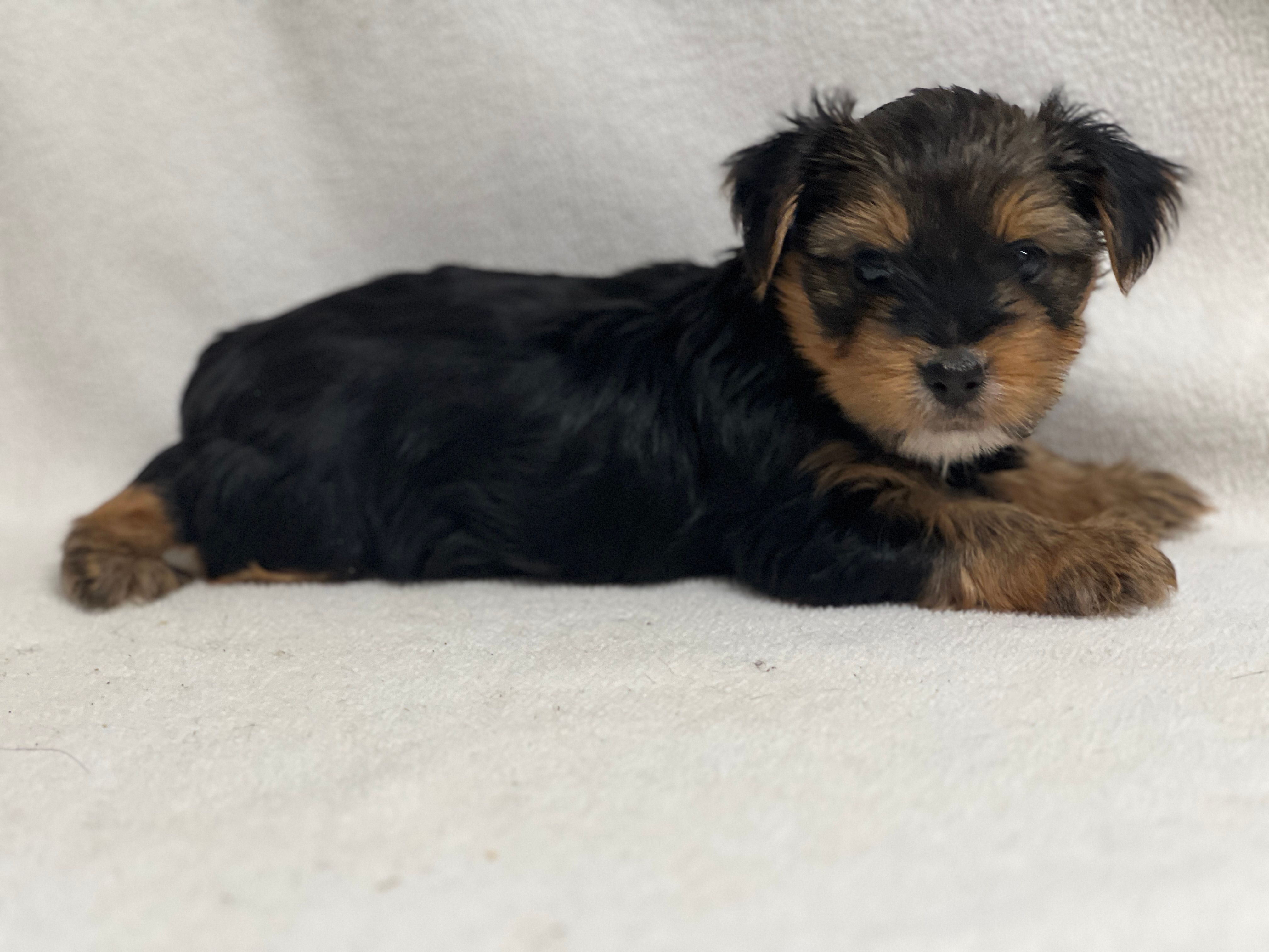 Mathew – Yorkshire Terrier puppy for sale in Schoharie, NY