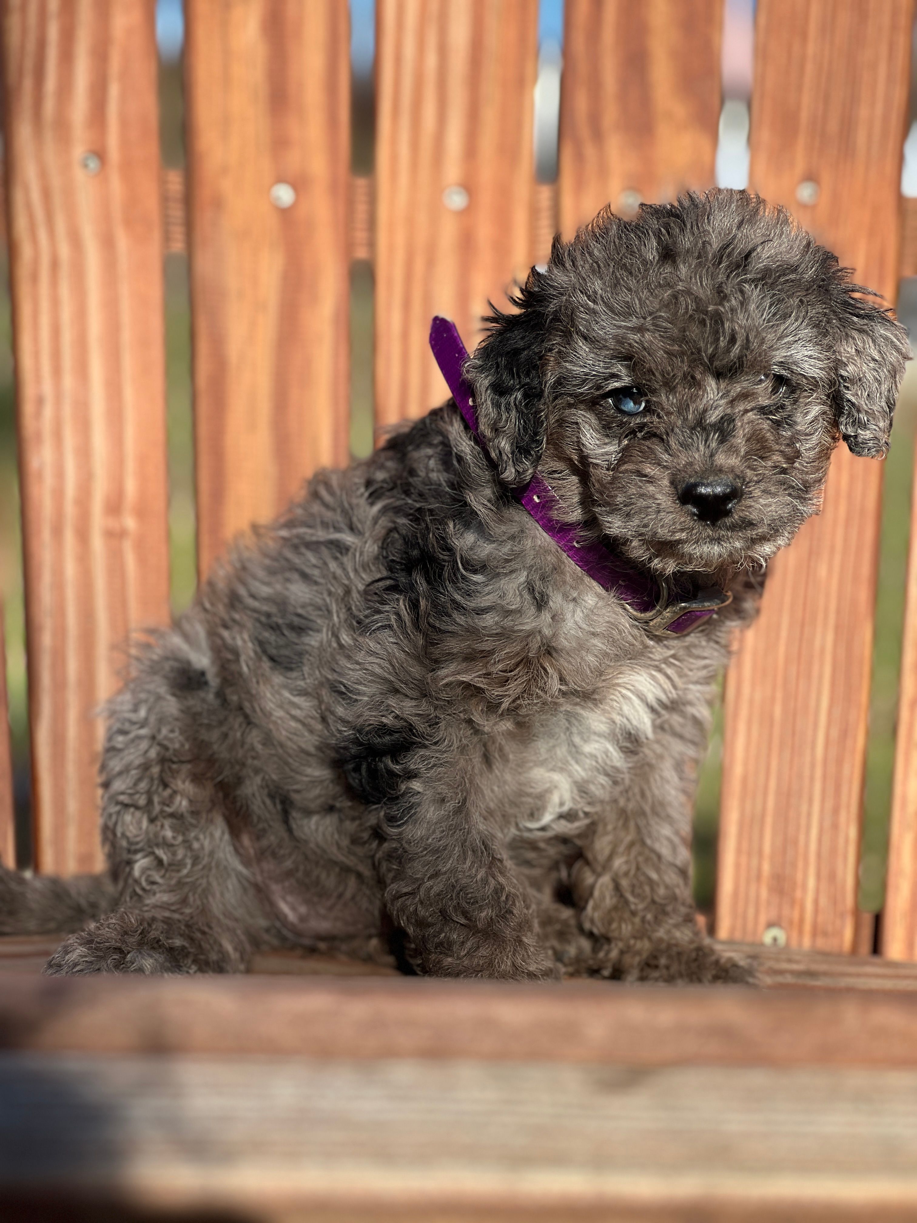 Misty – Miniature Goldendoodle puppy for sale in Schoharie, NY