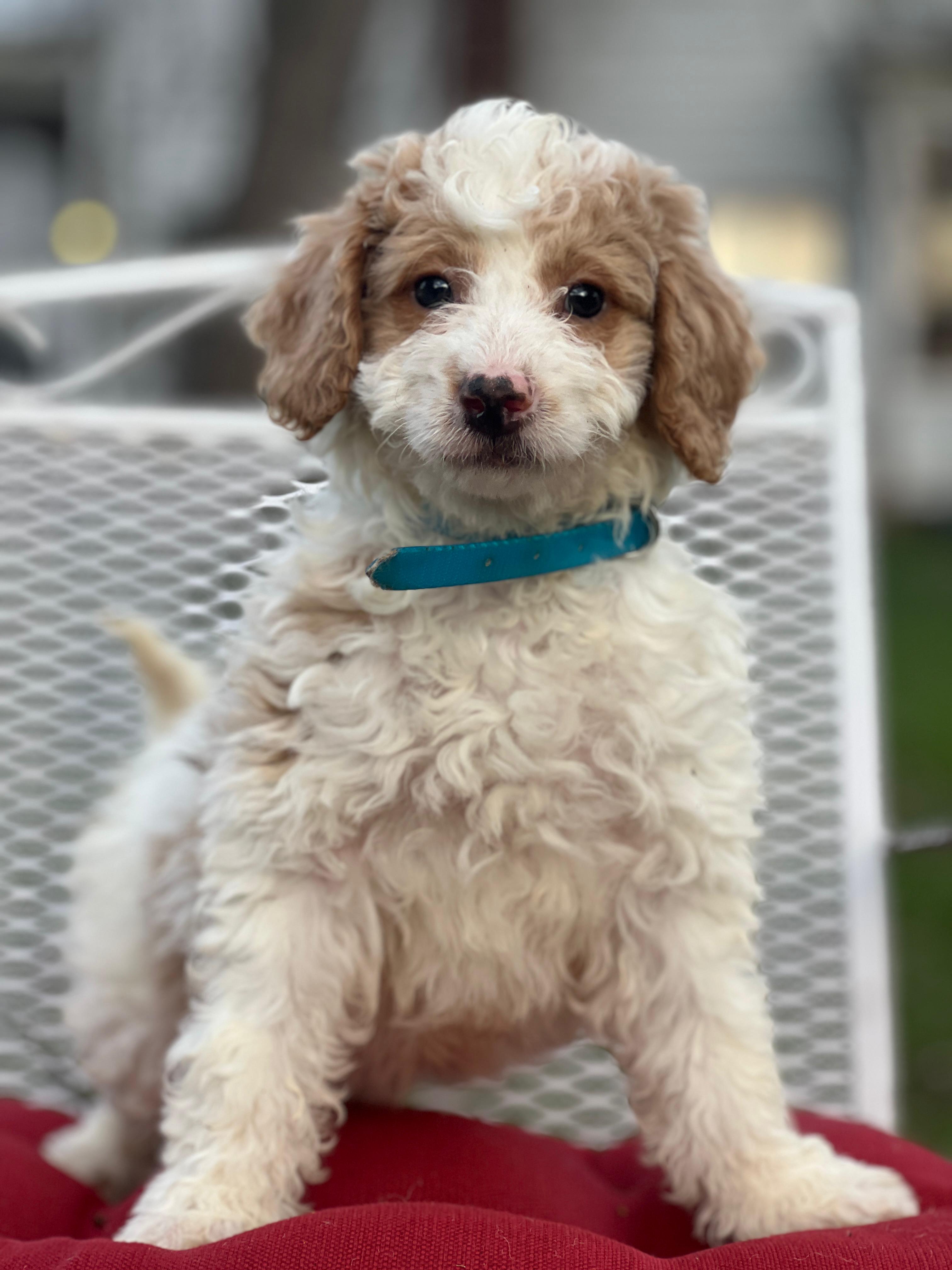 Merlin – Miniature Goldendoodle puppy for sale in Schoharie, NY