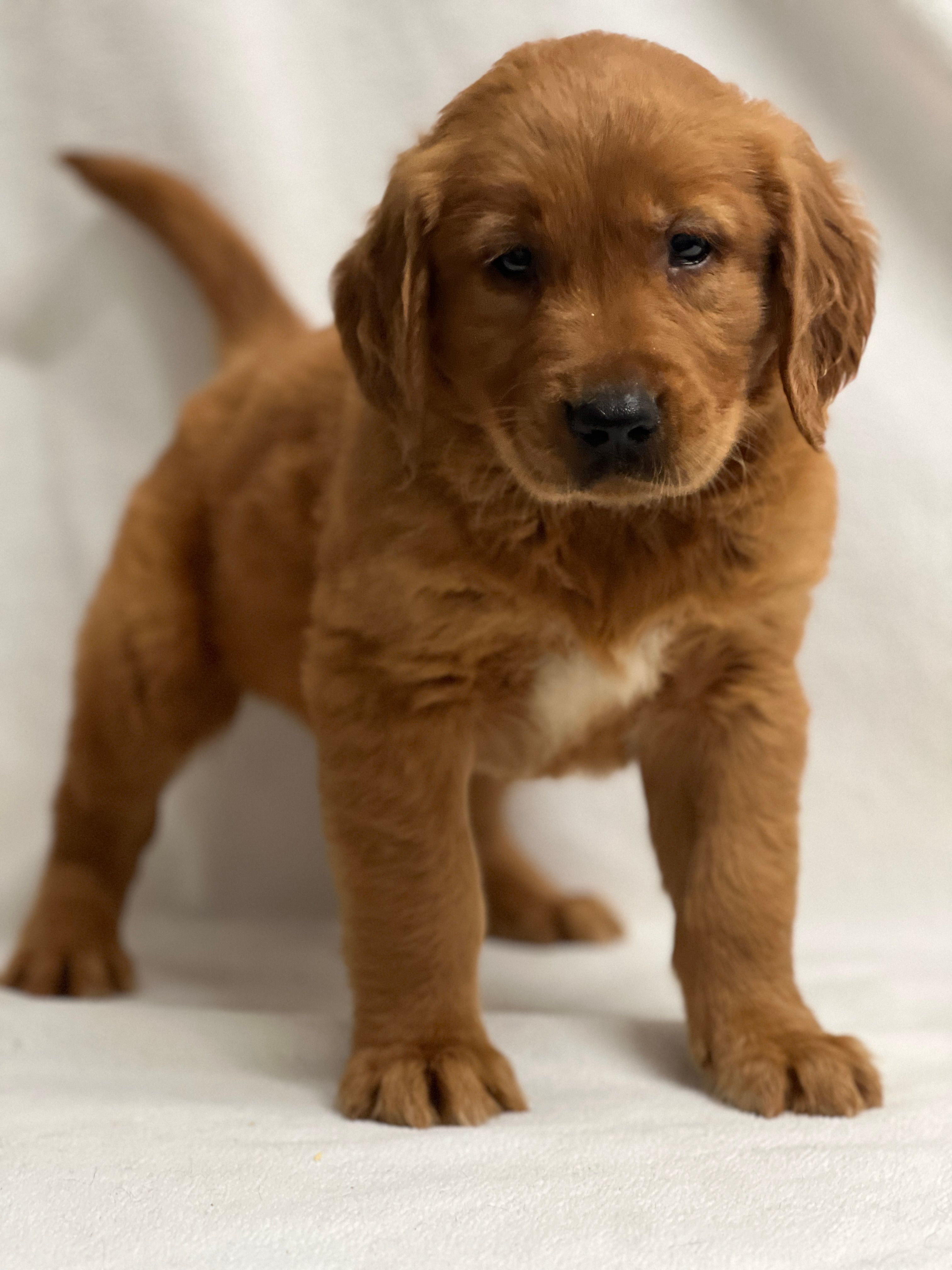 Jol – Golden Retriever puppy for sale in Schoharie, NY