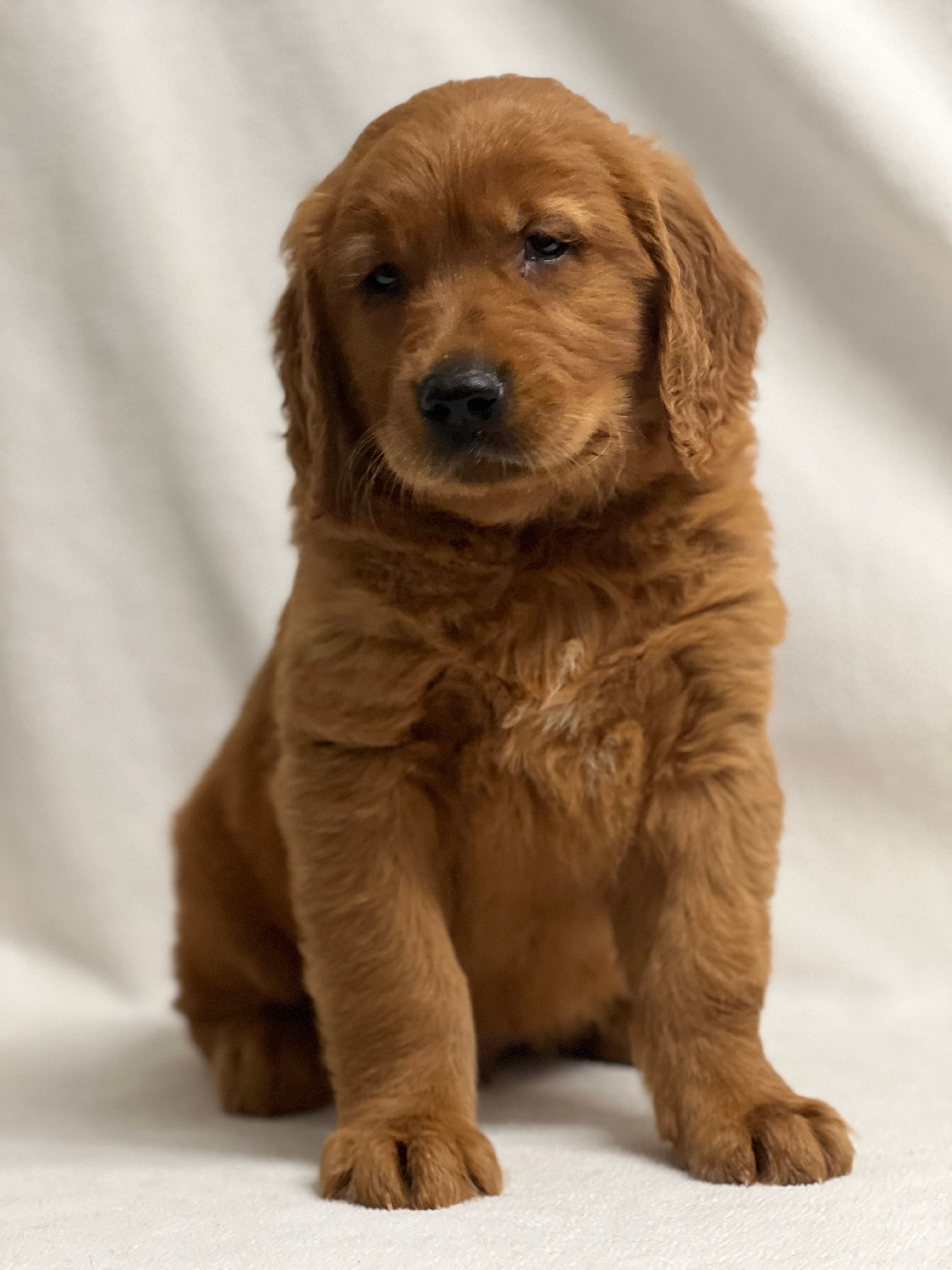 Jerry – Golden Retriever puppy for sale in Schoharie, NY