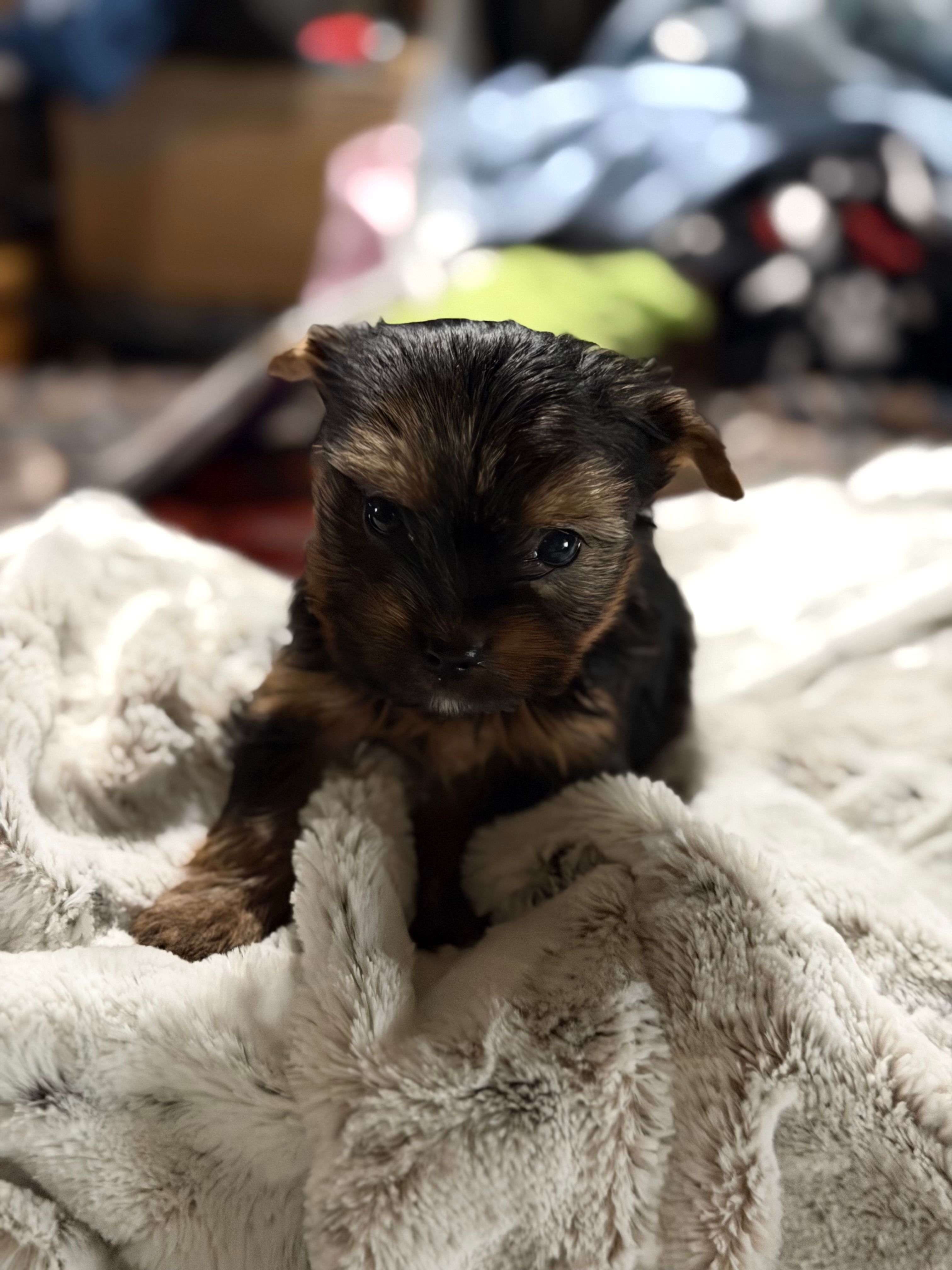 Ruby sweet boy – Yorkshire Terrier puppy for sale in Enid, MS