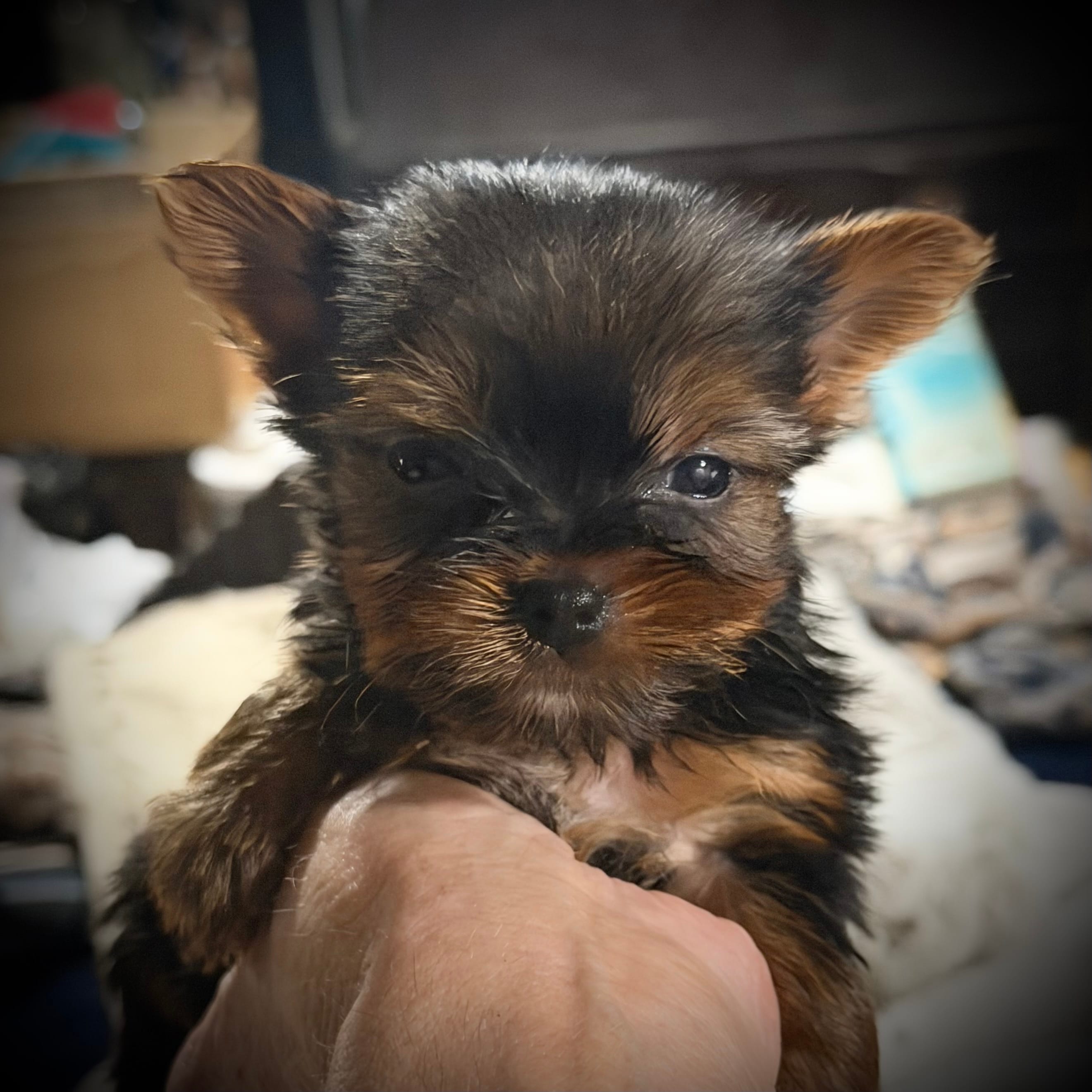 Ruby  – Yorkshire Terrier puppy for sale in Enid, MS