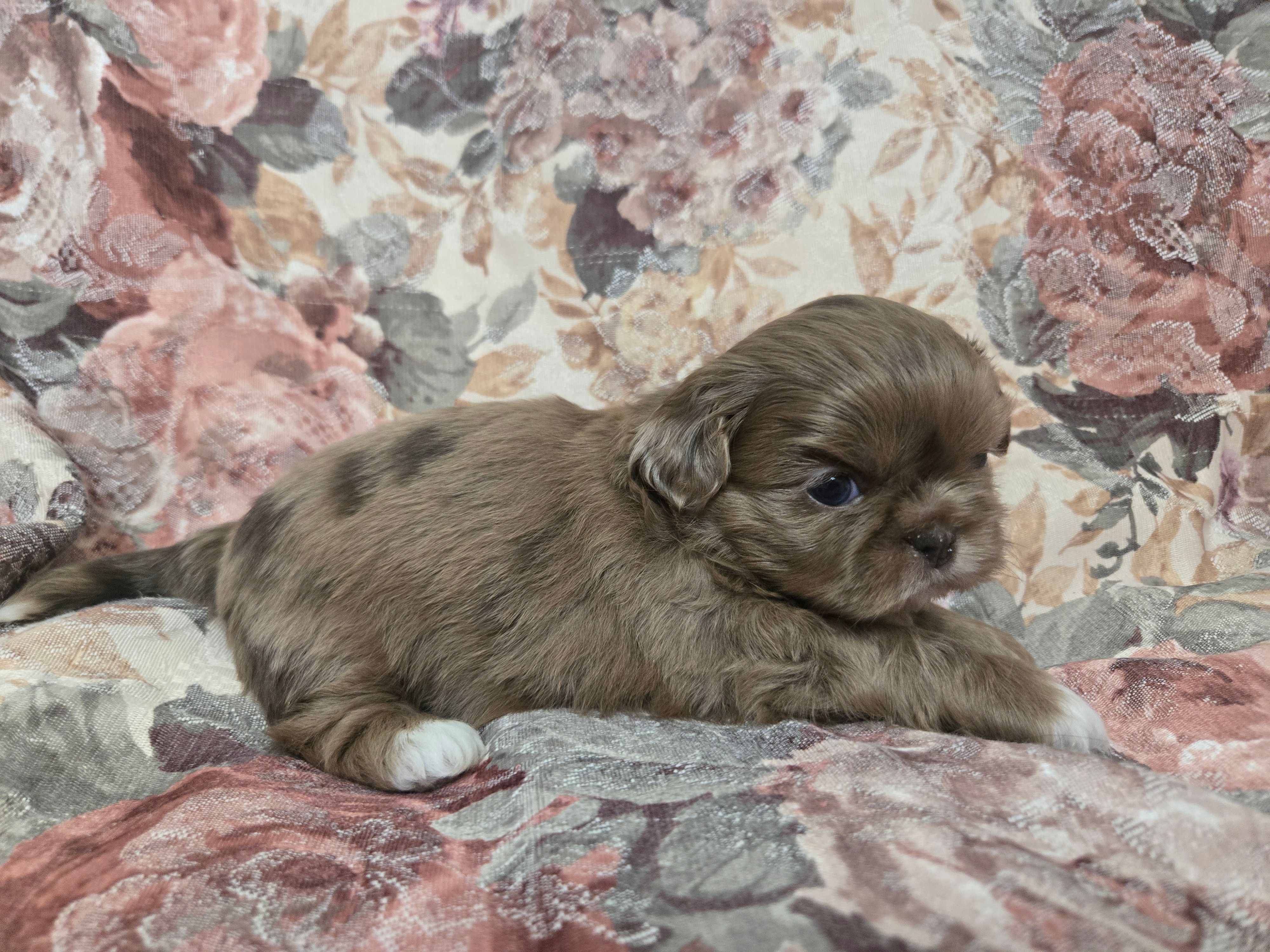 Chocolate female  – Shih Tzu puppy for sale in Knoxville, TN