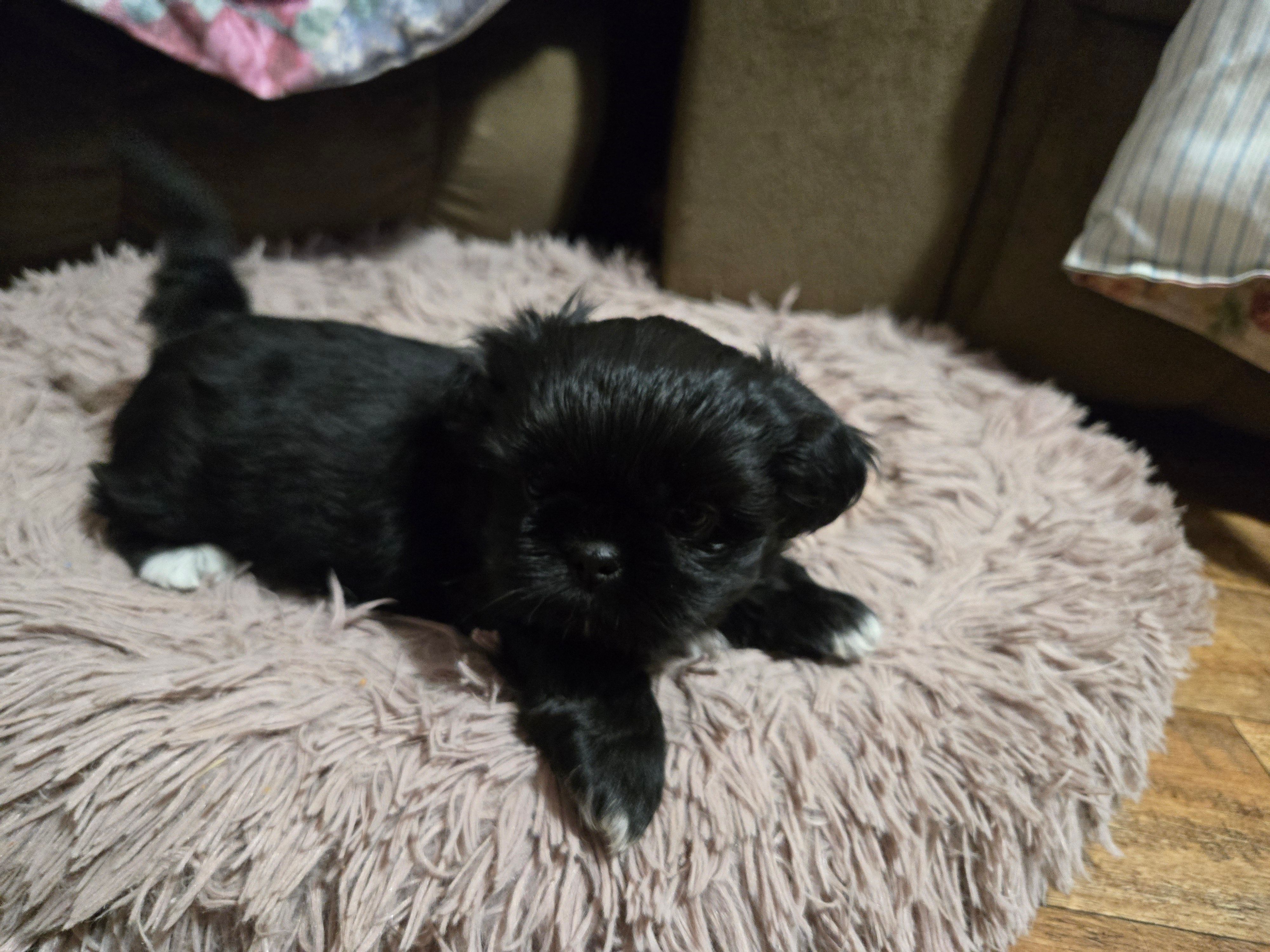 Black male – Shih Tzu puppy for sale in Knoxville, TN
