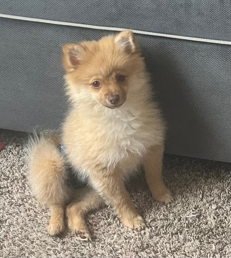 Tobias – Pomeranian puppy for sale in Bentonville, AR