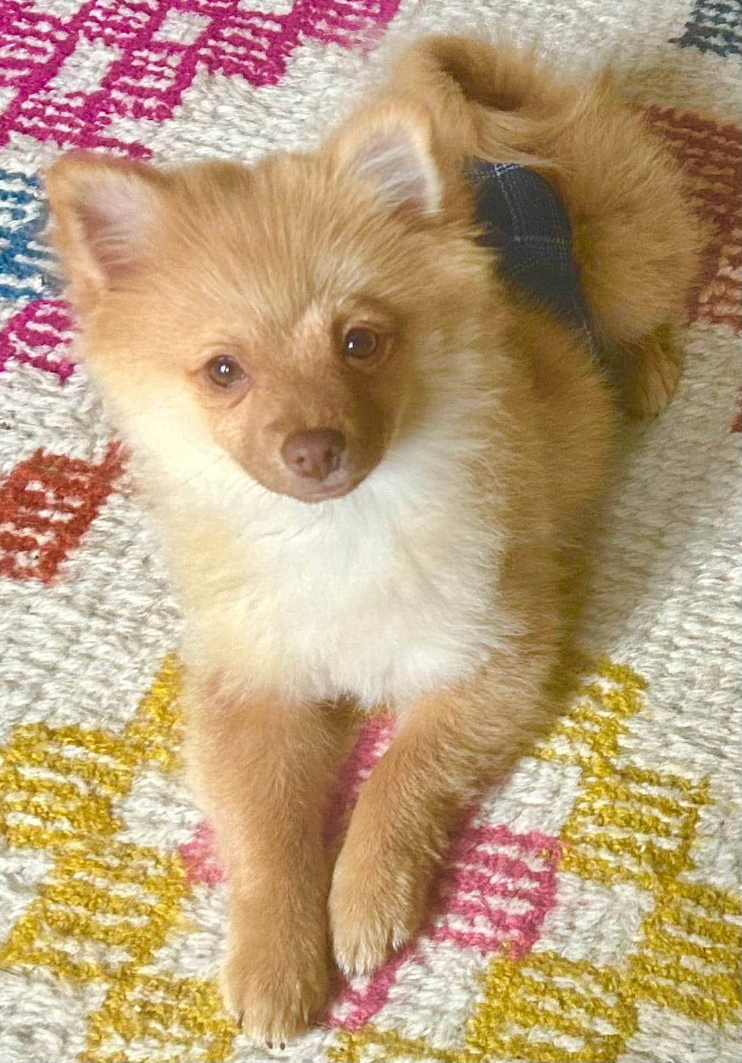Toby – Pomeranian puppy for sale in Bentonville, AR